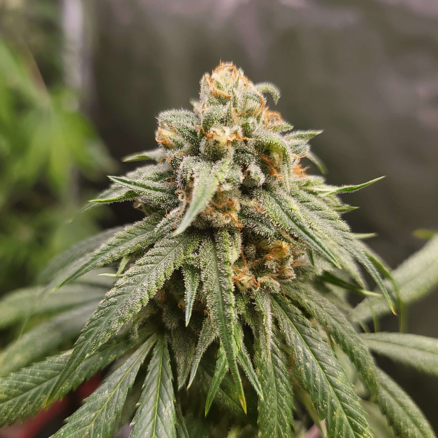 Lime Dog (14 Souvenir Fem. Seeds)