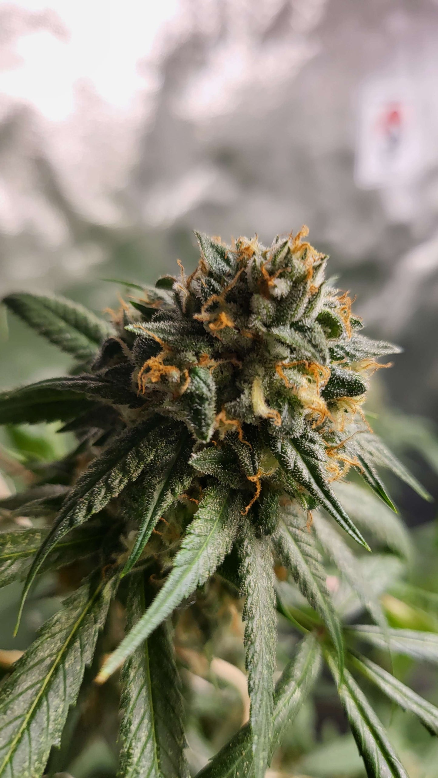 Lime Dog (7 Souvenir Fem. Seeds)