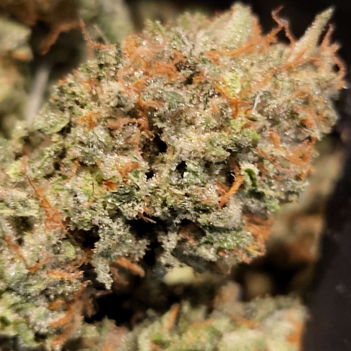 Lime Dog (14 Souvenir Fem. Seeds)