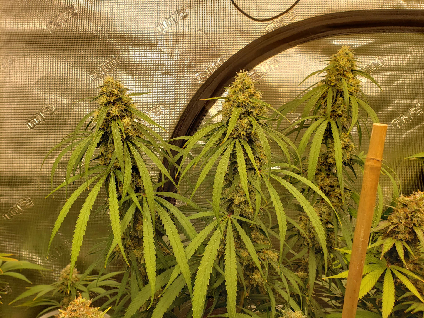 Lime Dog (14 Souvenir Fem. Seeds)