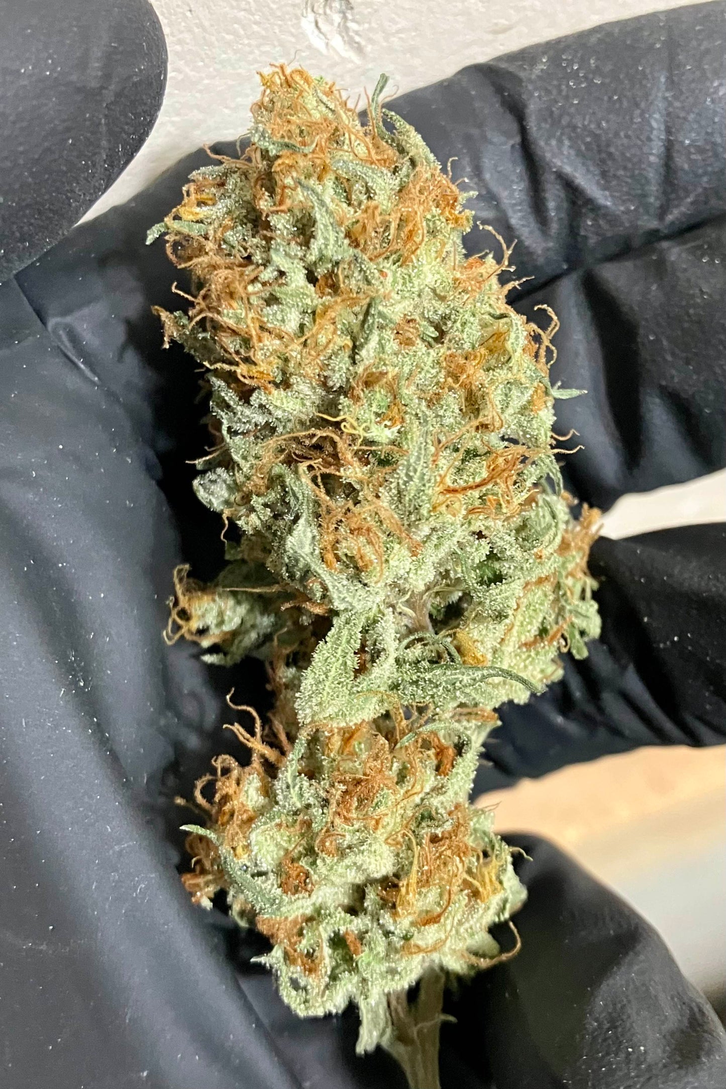 Spicy Skunk 7 Novelty Fem. Seeds