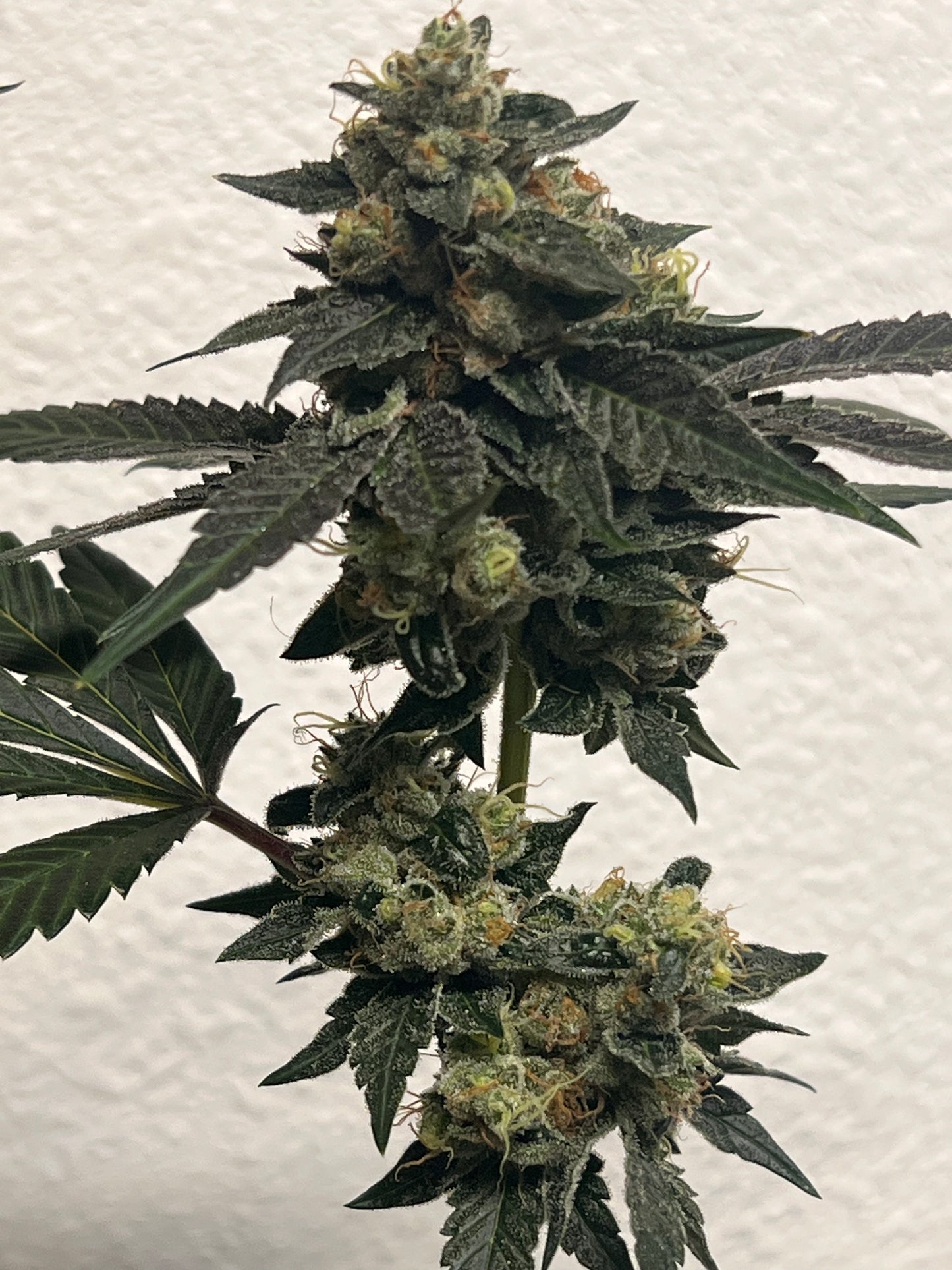Valle D' Gasolio (Diesel Valley) 14 Novelty Feminized Seeds