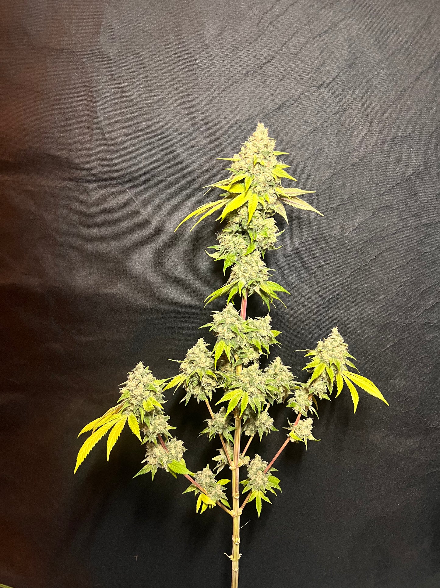 Valle D' Gasolio (Diesel Valley) 14 Novelty Feminized Seeds