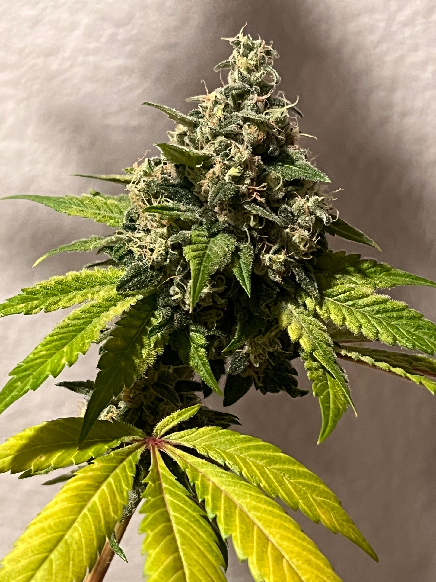 Valle D' Gasolio (Diesel Valley) 14 Novelty Feminized Seeds