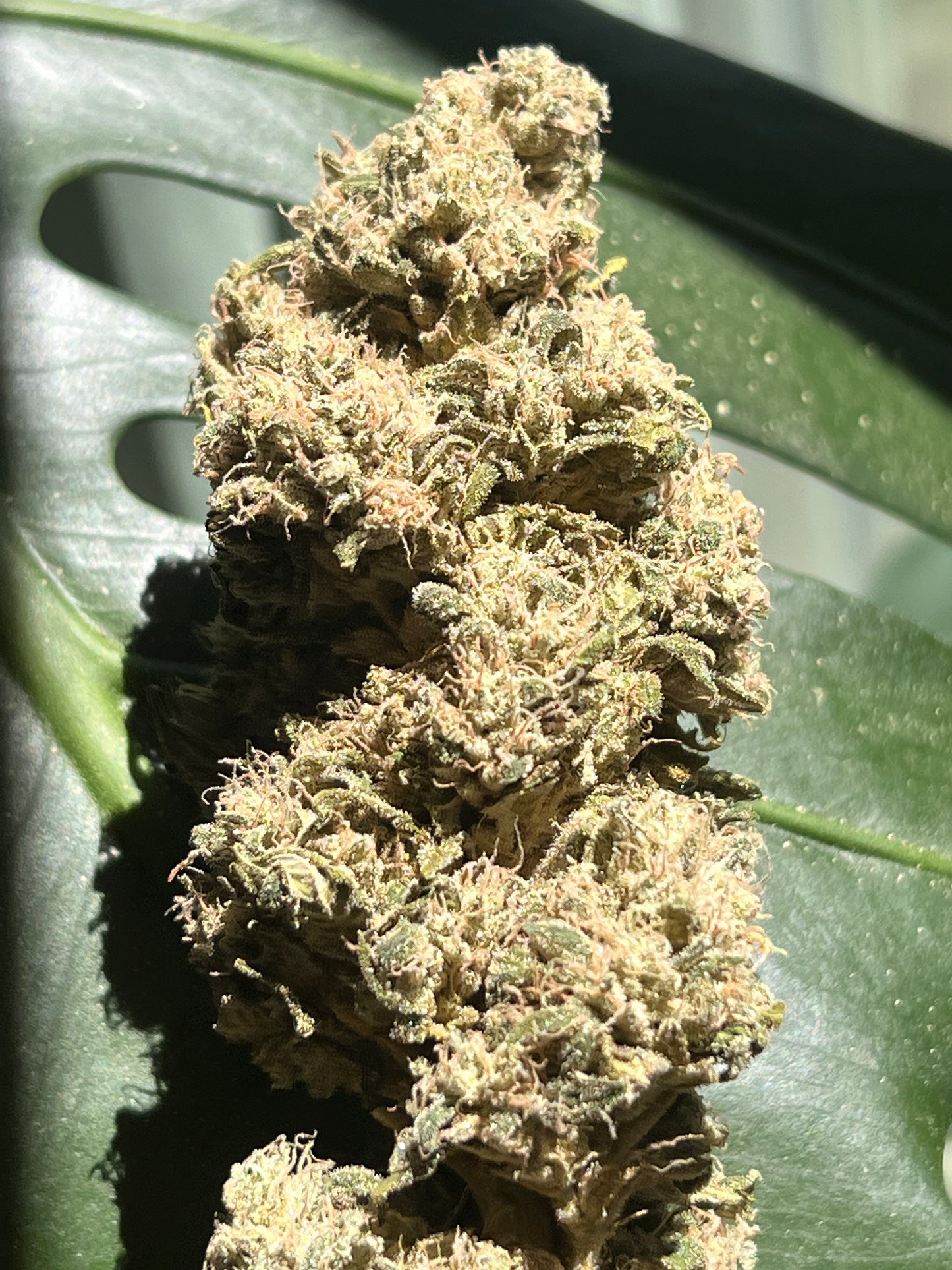 Valle D' Gasolio (Diesel Valley) 14 Novelty Feminized Seeds