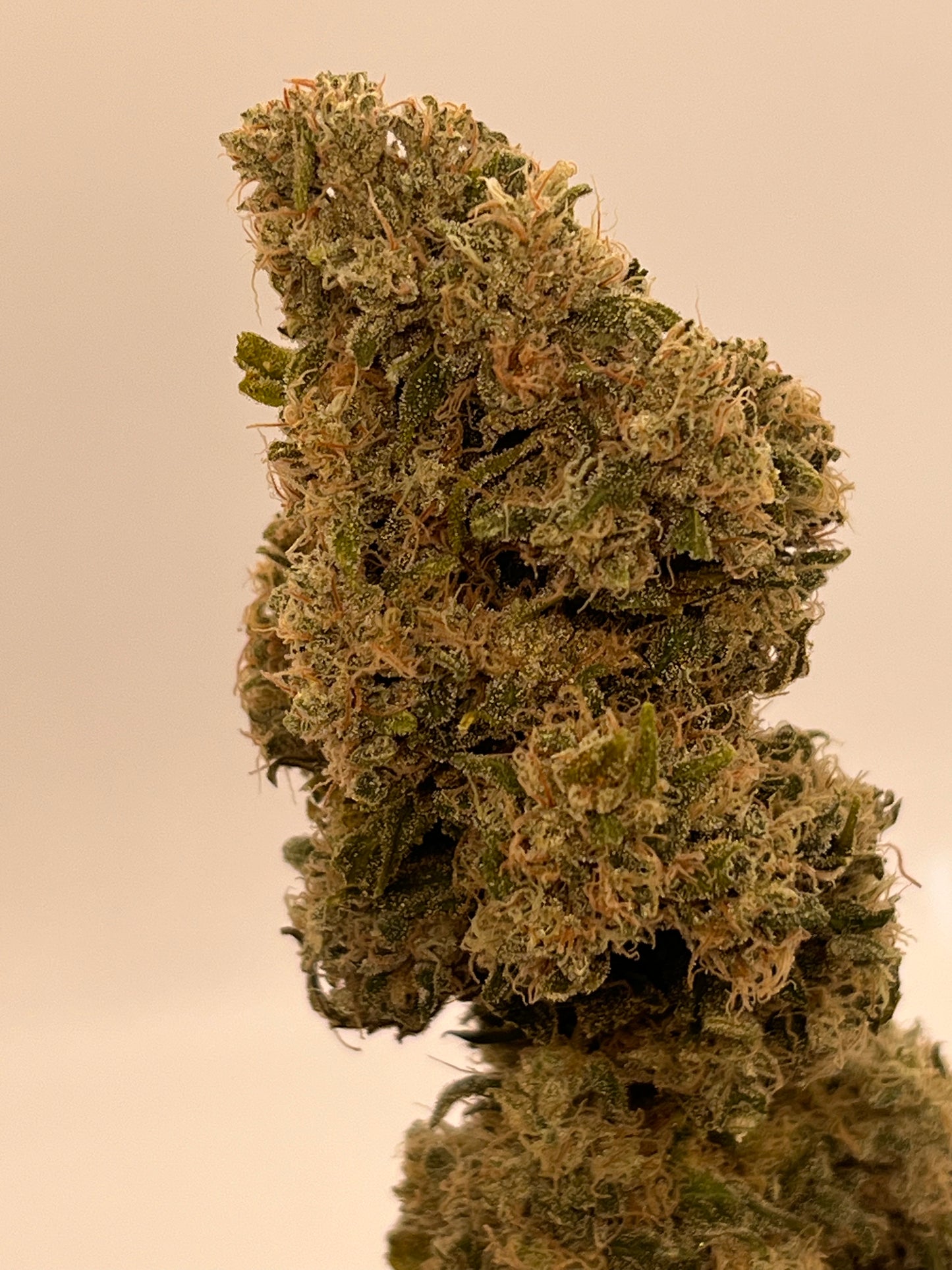 Valle D' Gasolio (Diesel Valley) 7 Novelty Feminized Seeds