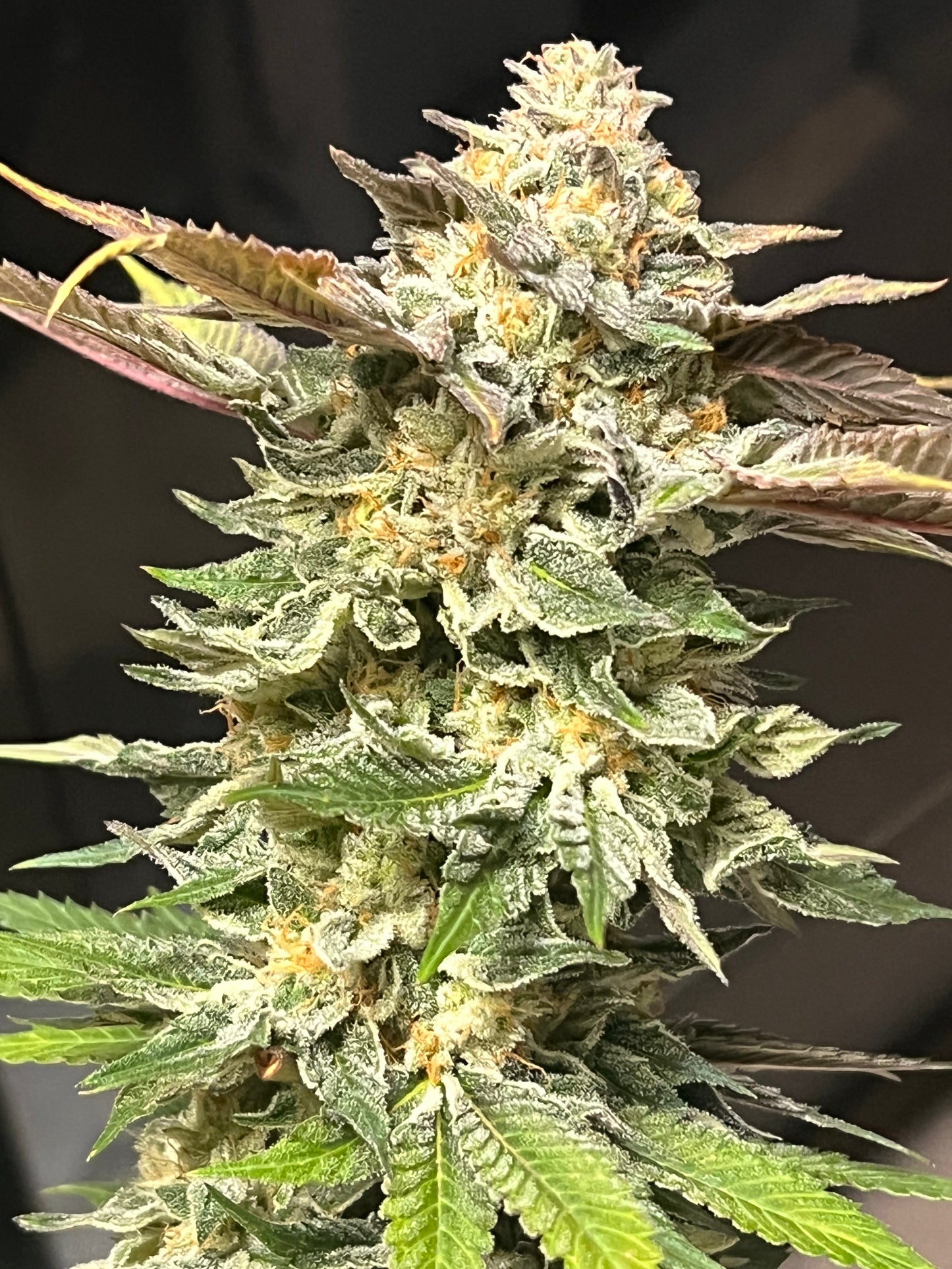 Peanut Dog (7 Novelty Fem. Seeds)