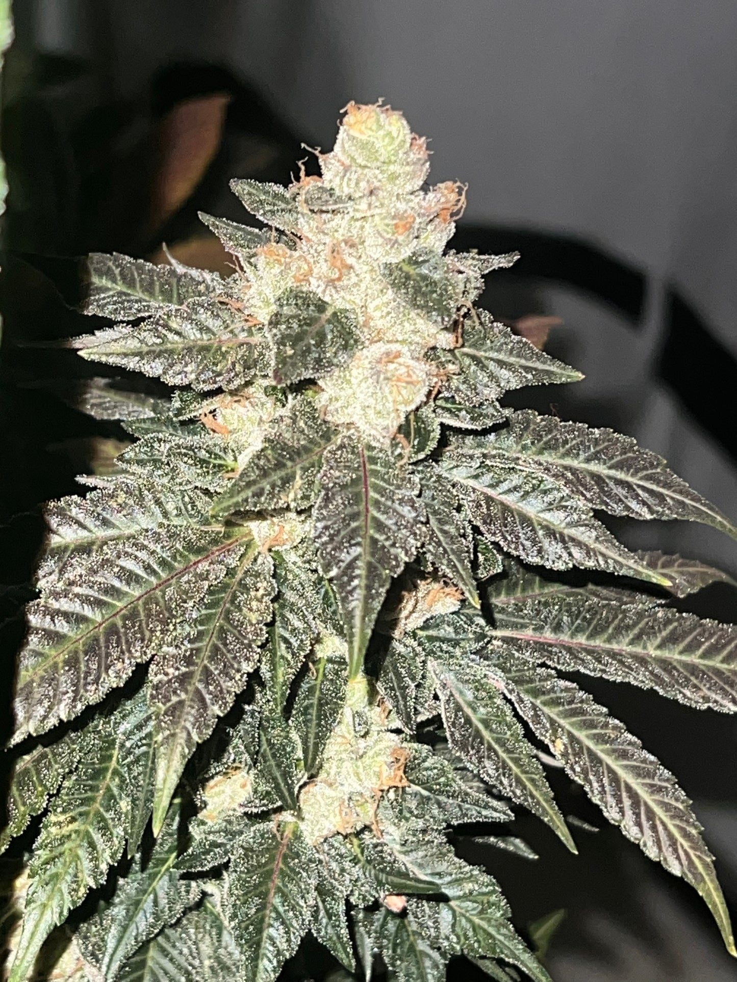 Peanut Dog (7 Novelty Fem. Seeds)