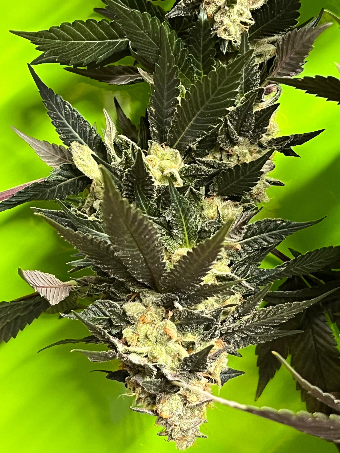 Peanut Dog (7 Novelty Fem. Seeds)