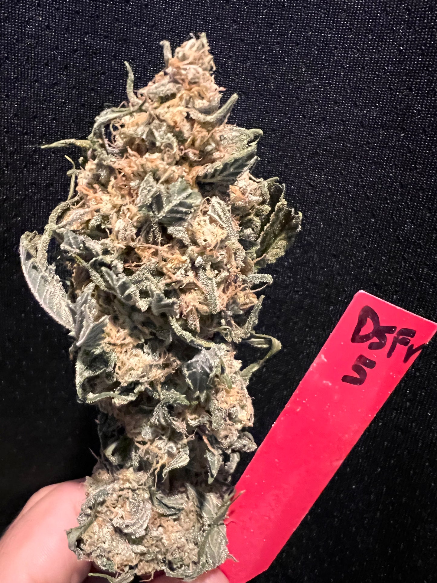 Valle D' Gasolio (Diesel Valley) 14 Novelty Feminized Seeds