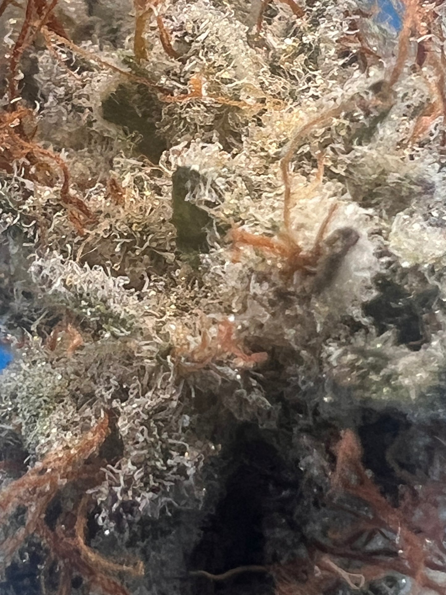 Sour Kerosene (11 Reg. Novelty Seeds)