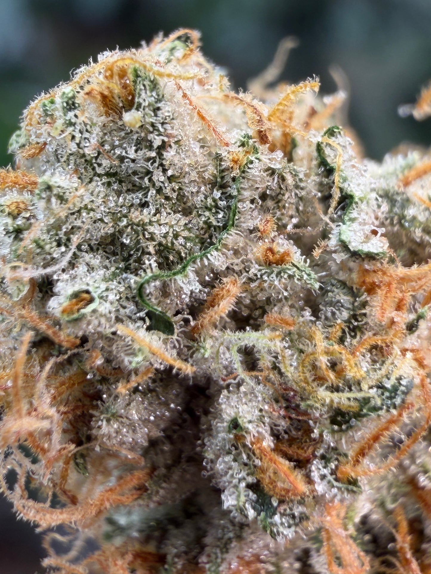 Ghost Story Haze (7 Souvenir Magic Fem. Beans) 🫘