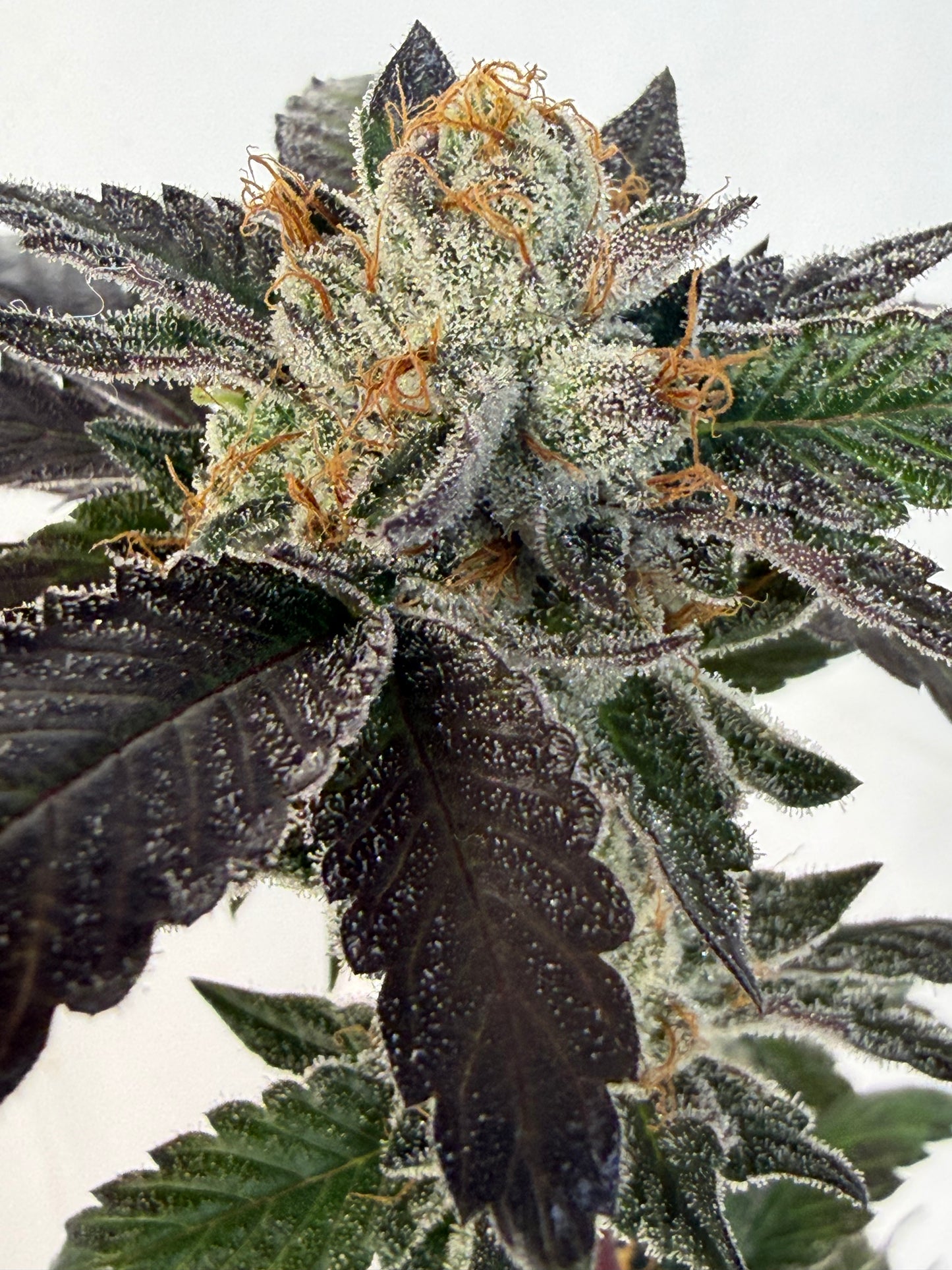 Harpua Kush (7 Souvenir Magic Fem. Beans)