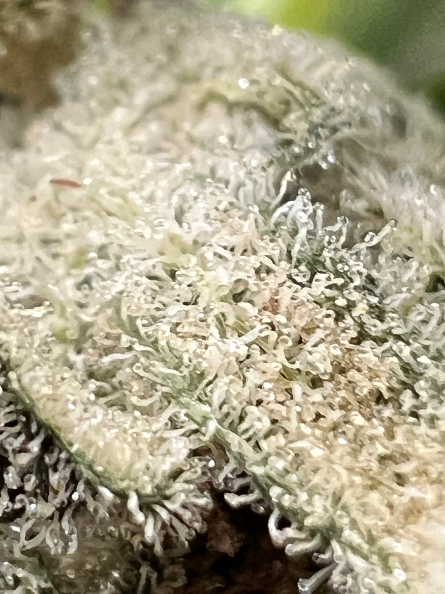 Valley of Lost Souls (7 Souvenir Fem. Seeds)