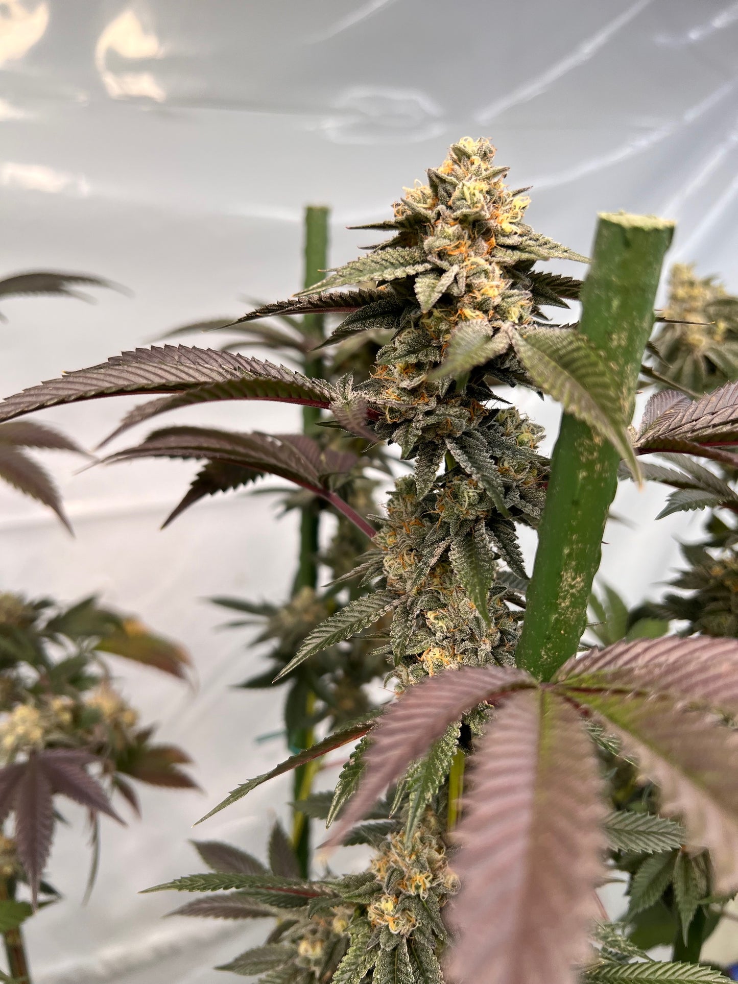 Dos y Dog (7 Souvenir Fem. Seeds)