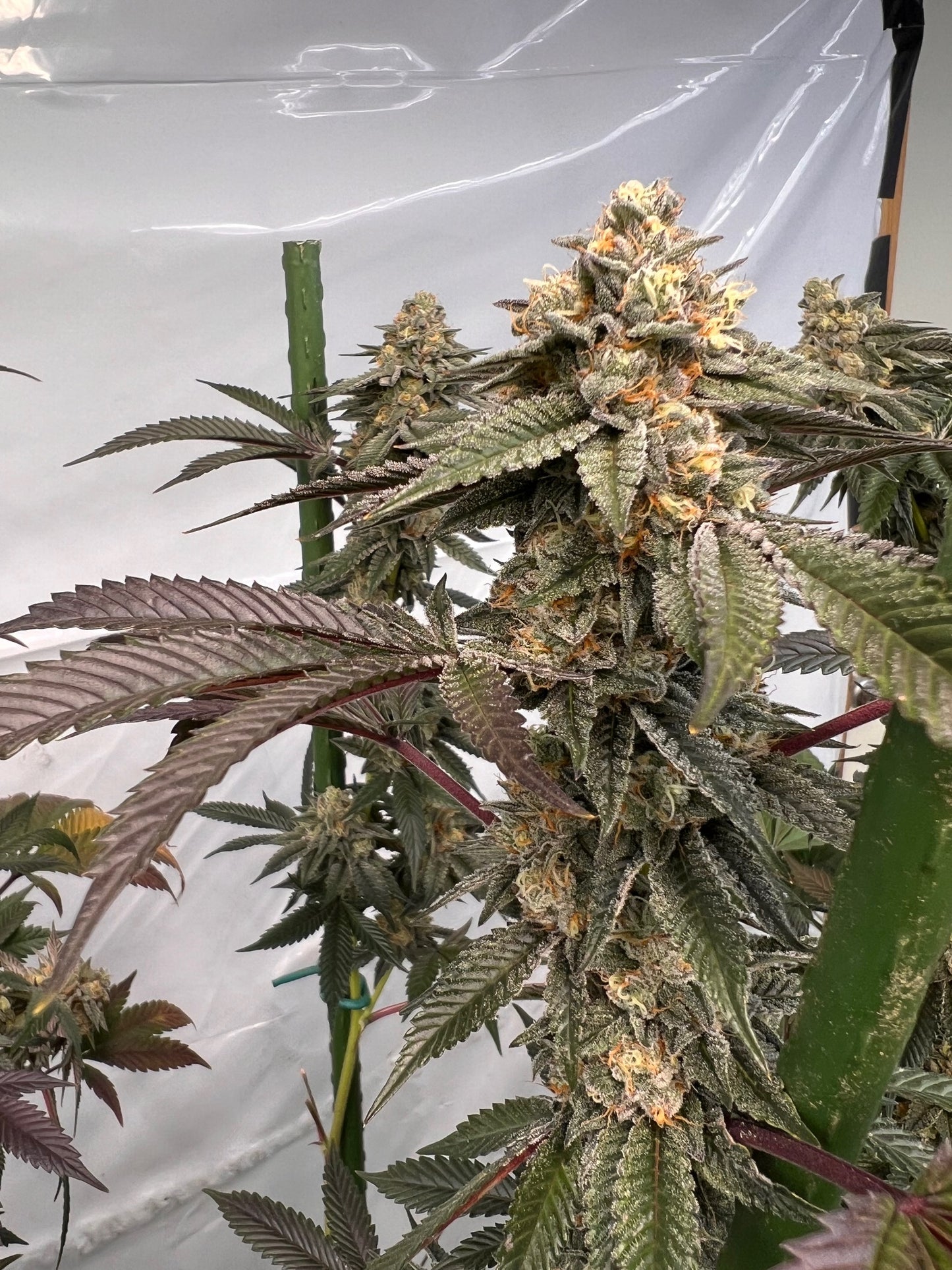 Dos y Dog (7 Souvenir Fem. Seeds)
