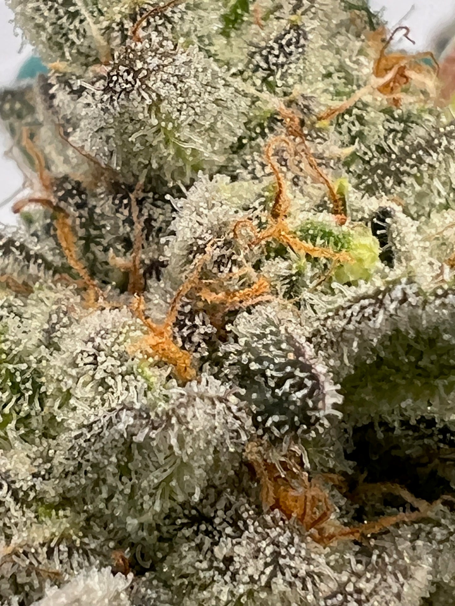 Dos y Dog (7 Souvenir Fem. Seeds)