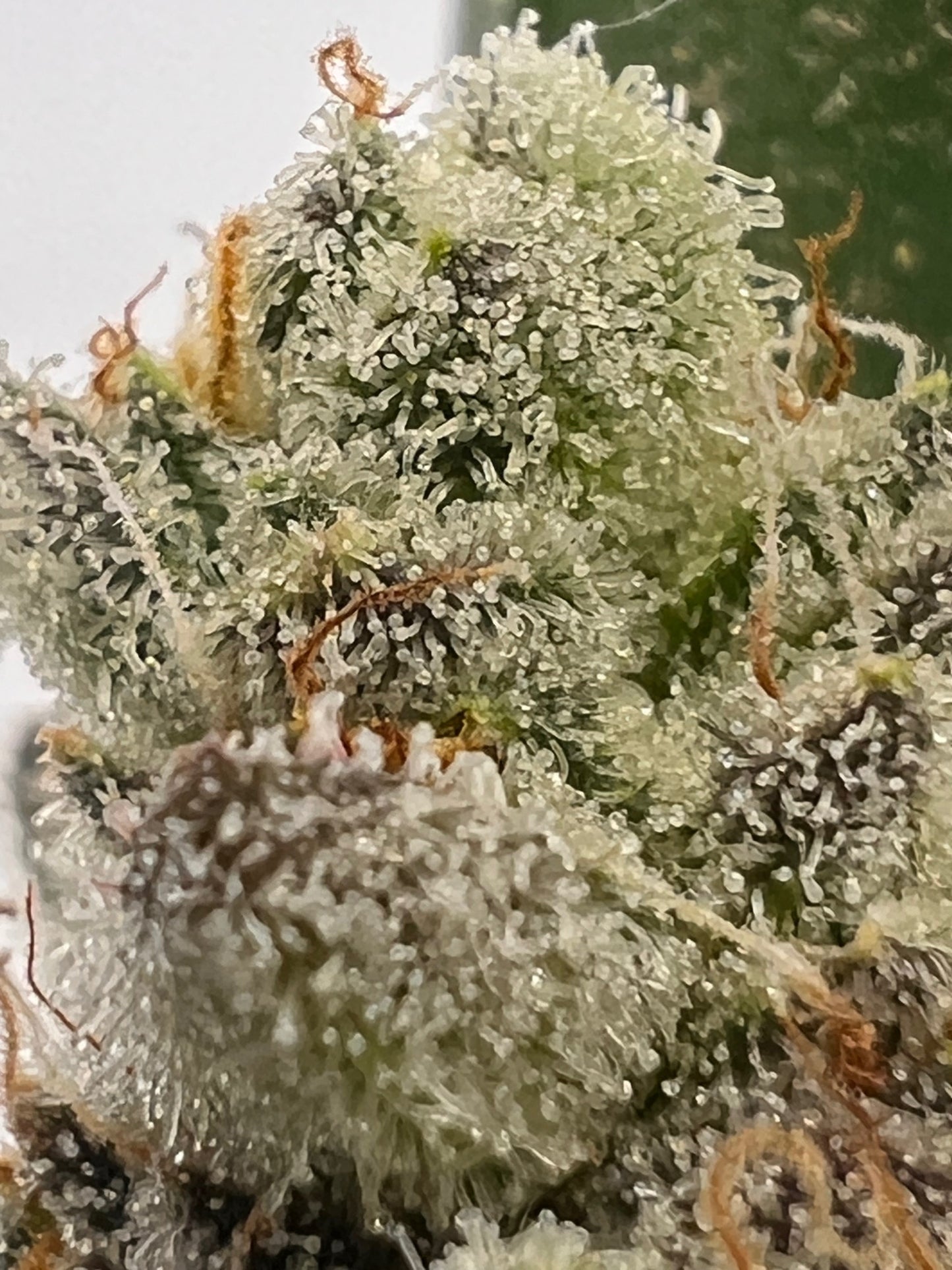 Dos y Dog (7 Souvenir Fem. Seeds)