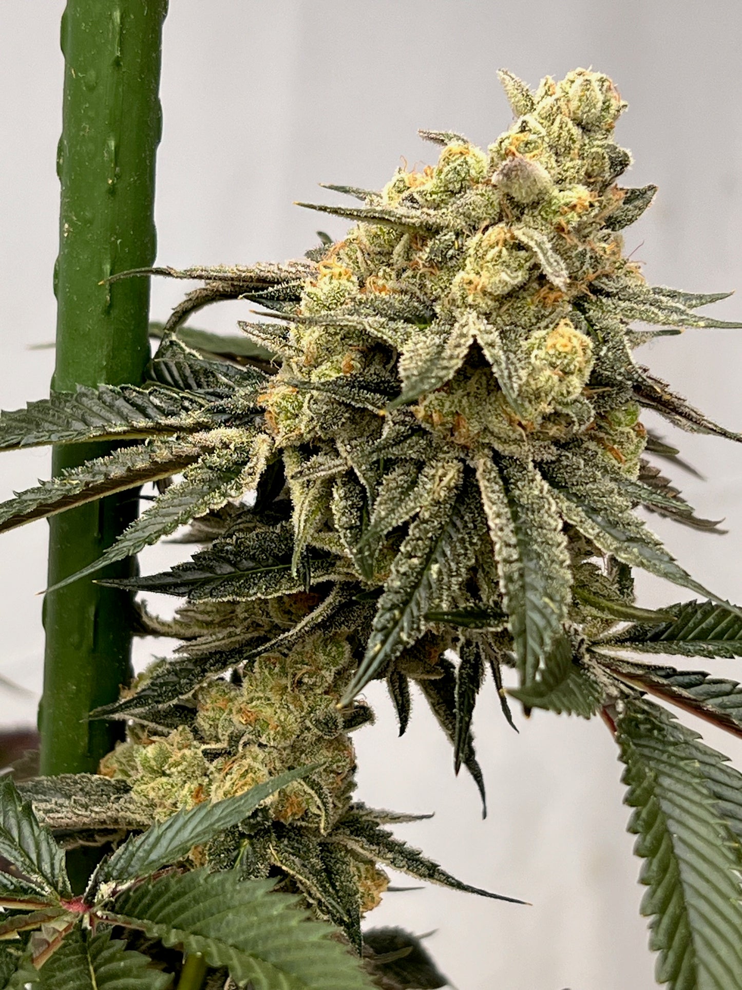 Dos y Dog (7 Souvenir Fem. Seeds)