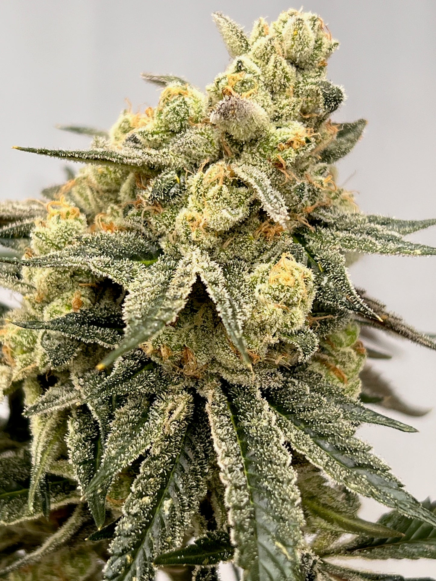 Dos y Dog (7 Souvenir Fem. Seeds)