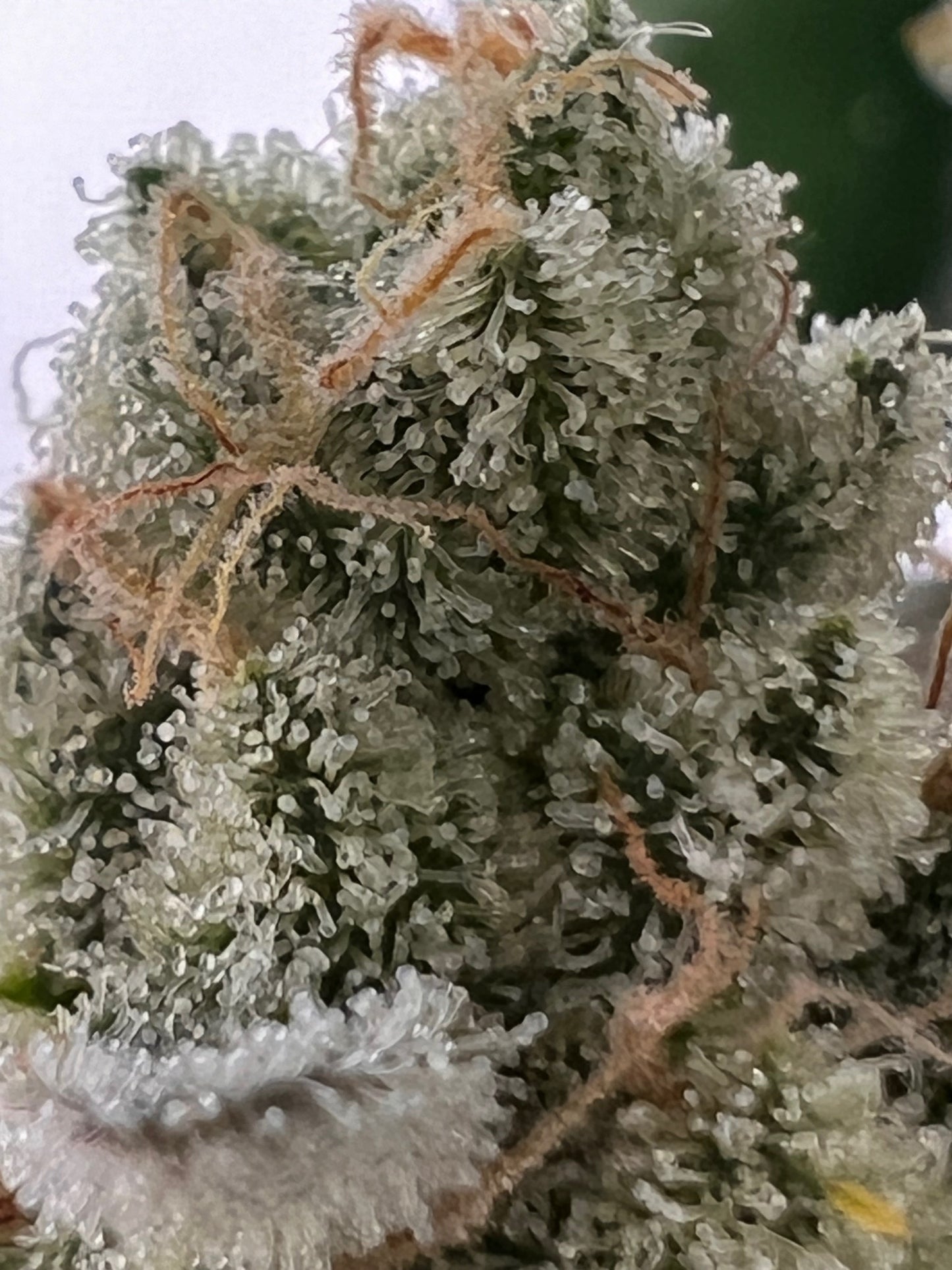Dos y Dog (7 Souvenir Fem. Seeds)