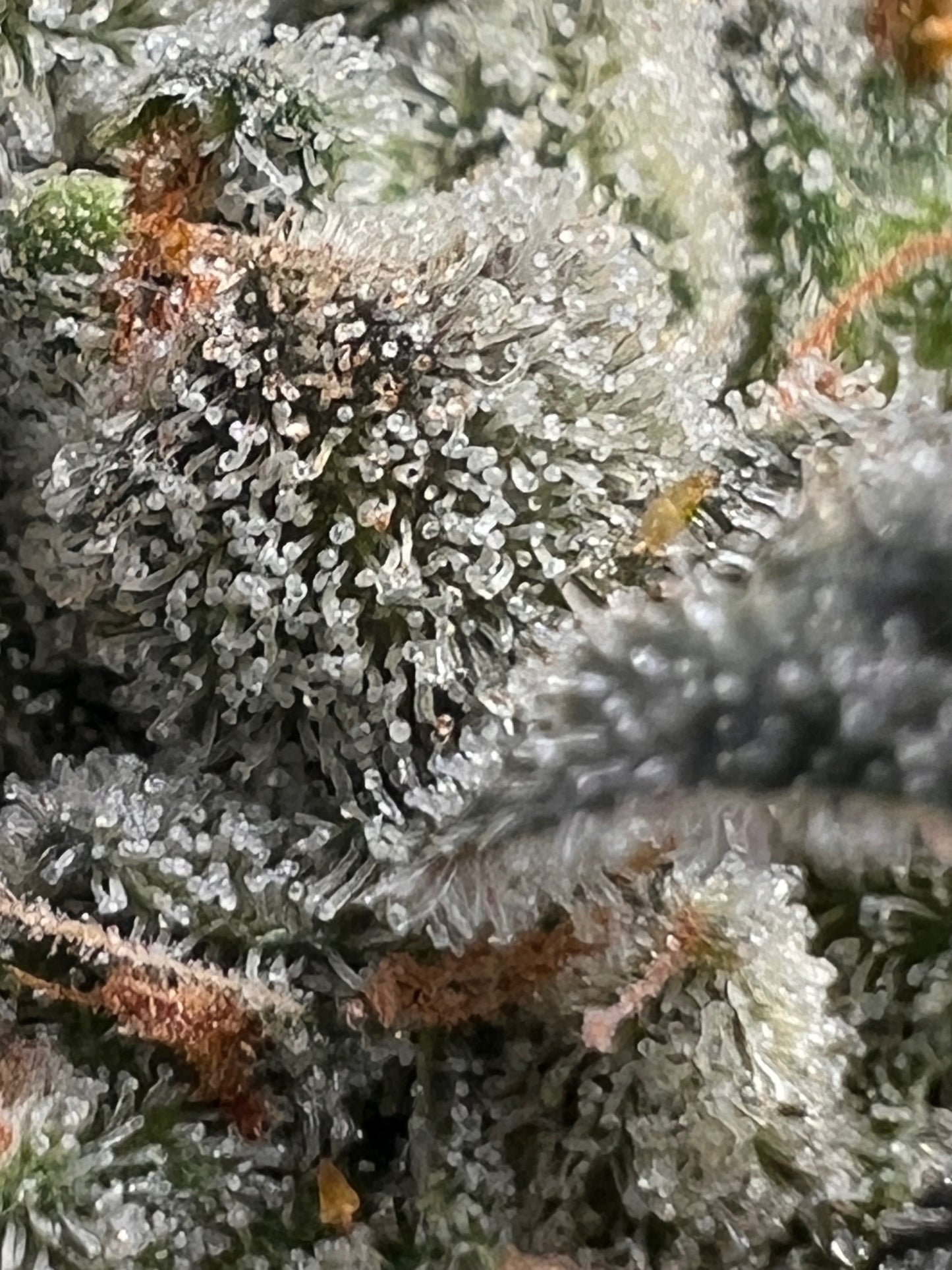 Dos y Dog (7 Souvenir Fem. Seeds)