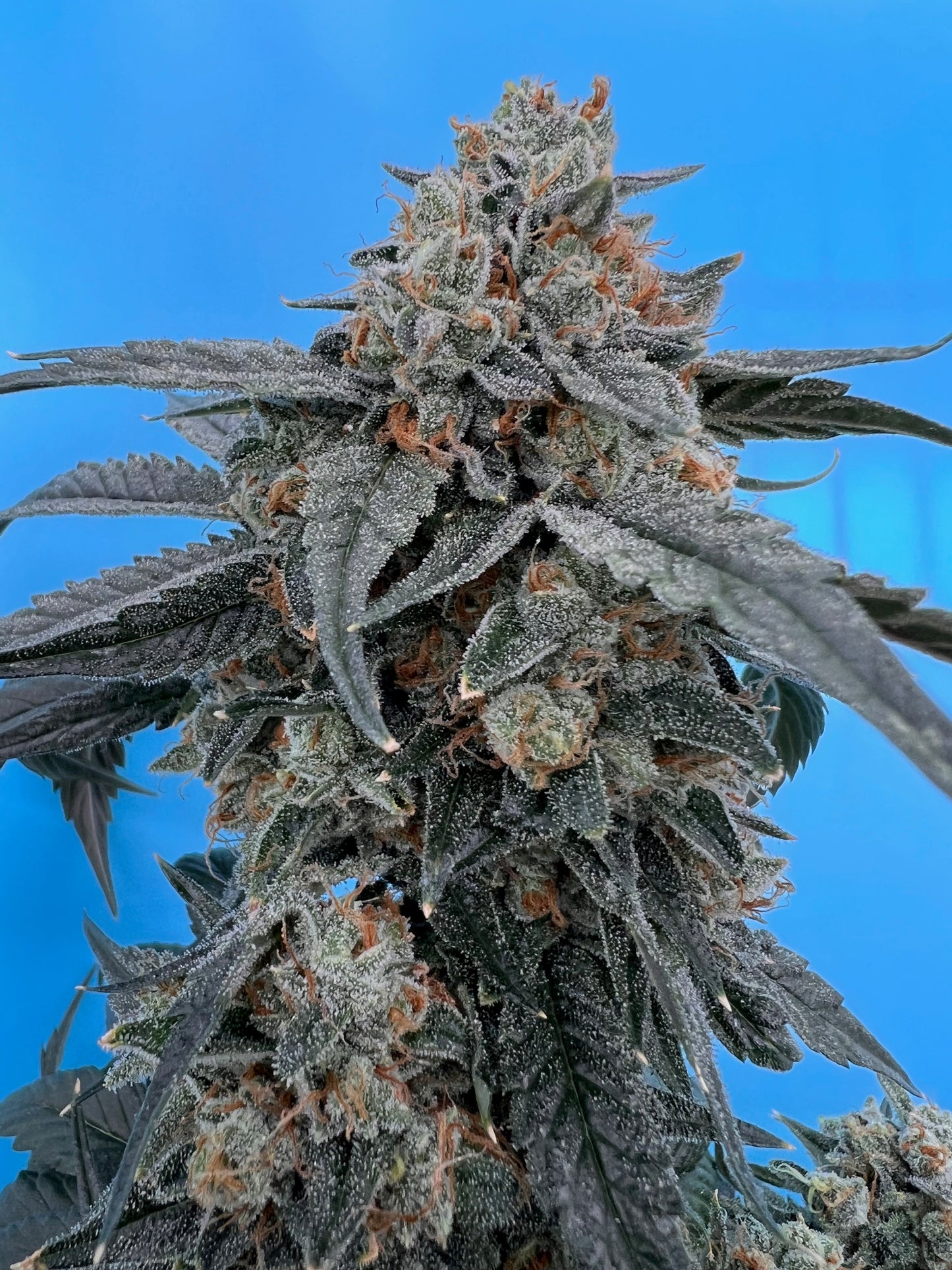 SFV OG S1 (10 Souvenir Fem. Seeds)