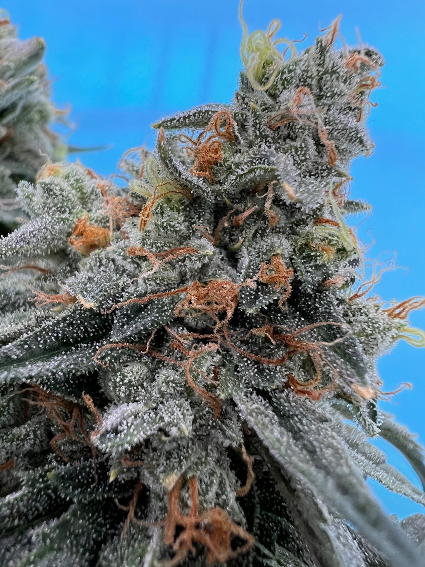 SFV OG S1 (10 Souvenir Fem. Seeds)