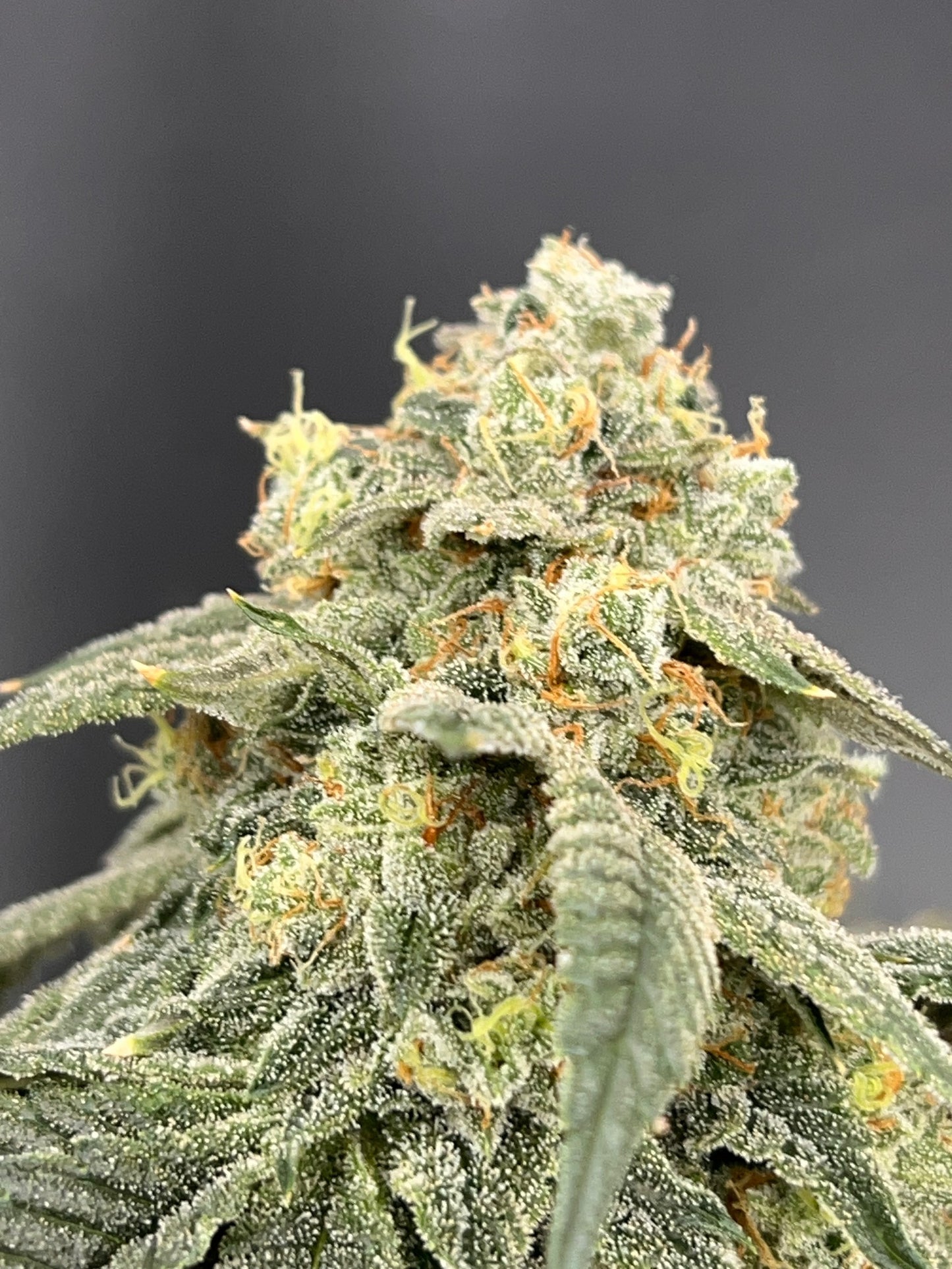 SFV OG S1 (10 Souvenir Fem. Seeds)