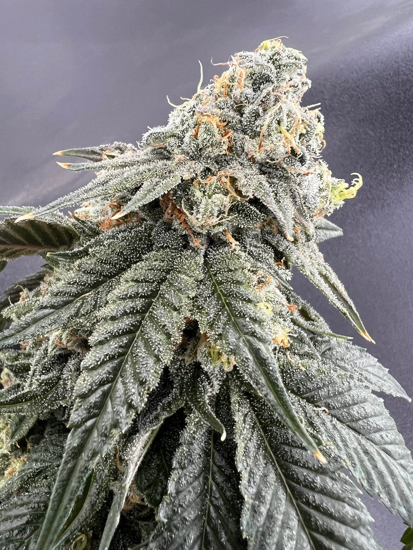 SFV OG S1 (10 Souvenir Fem. Seeds)