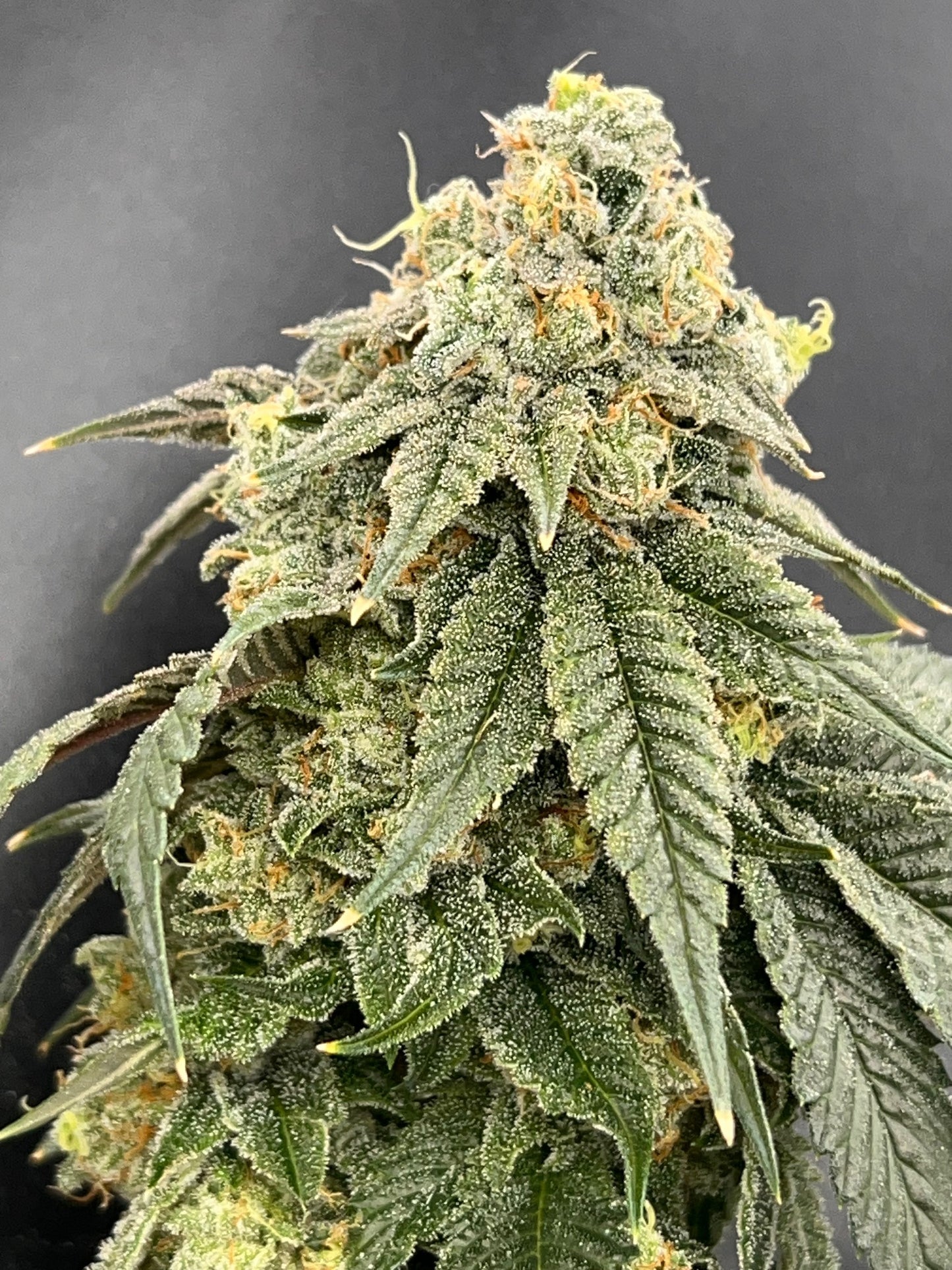 SFV OG S1 (10 Souvenir Fem. Seeds)