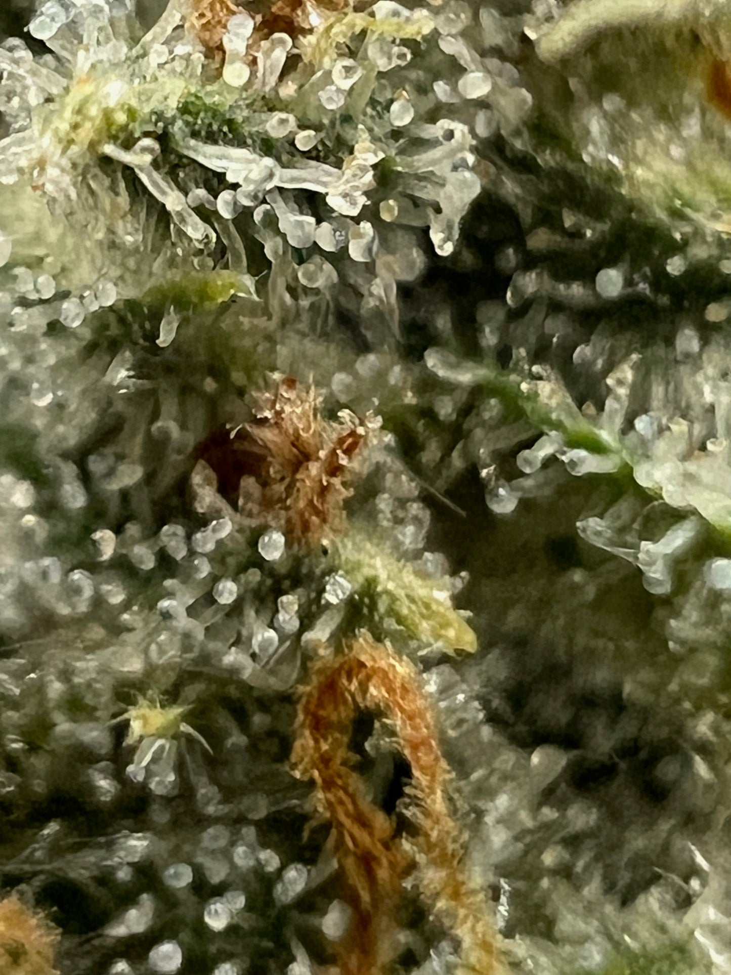 SFV OG S1 (10 Souvenir Fem. Seeds)