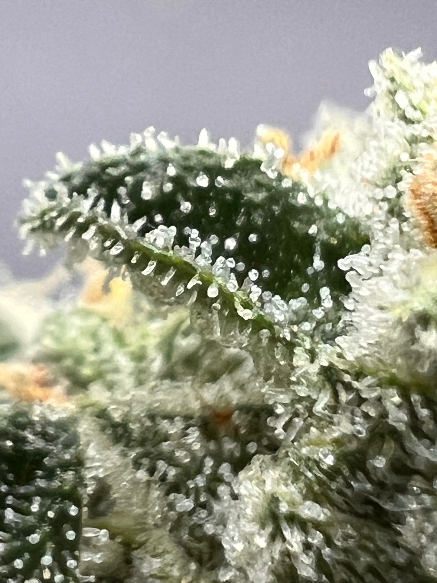 SFV OG S1 (10 Souvenir Fem. Seeds)