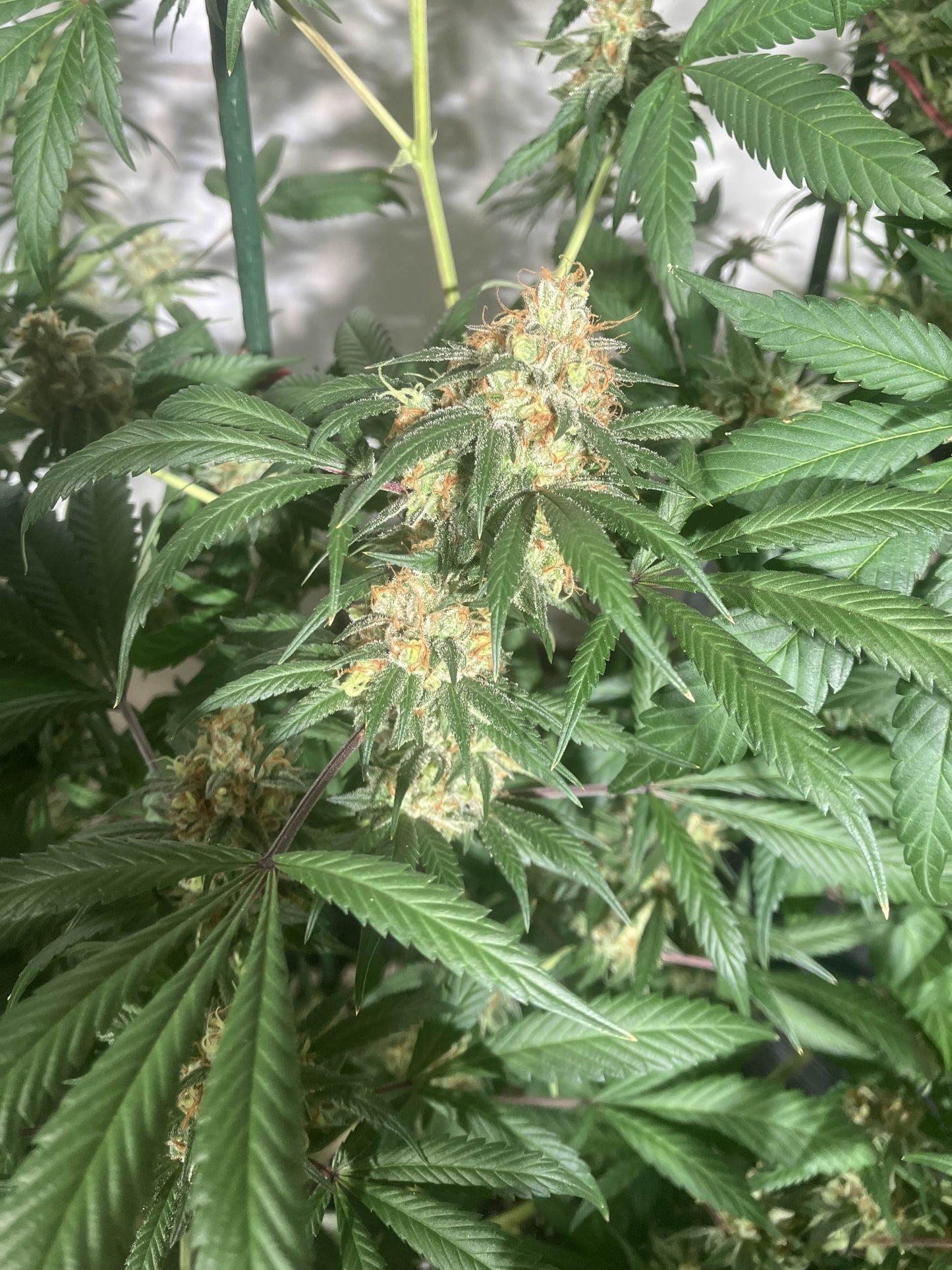 Spicy Skunk 7 Novelty Fem. Seeds