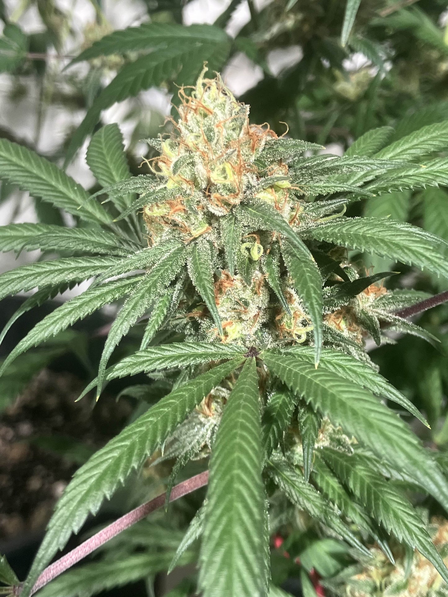 Spicy Skunk 7 Novelty Fem. Seeds