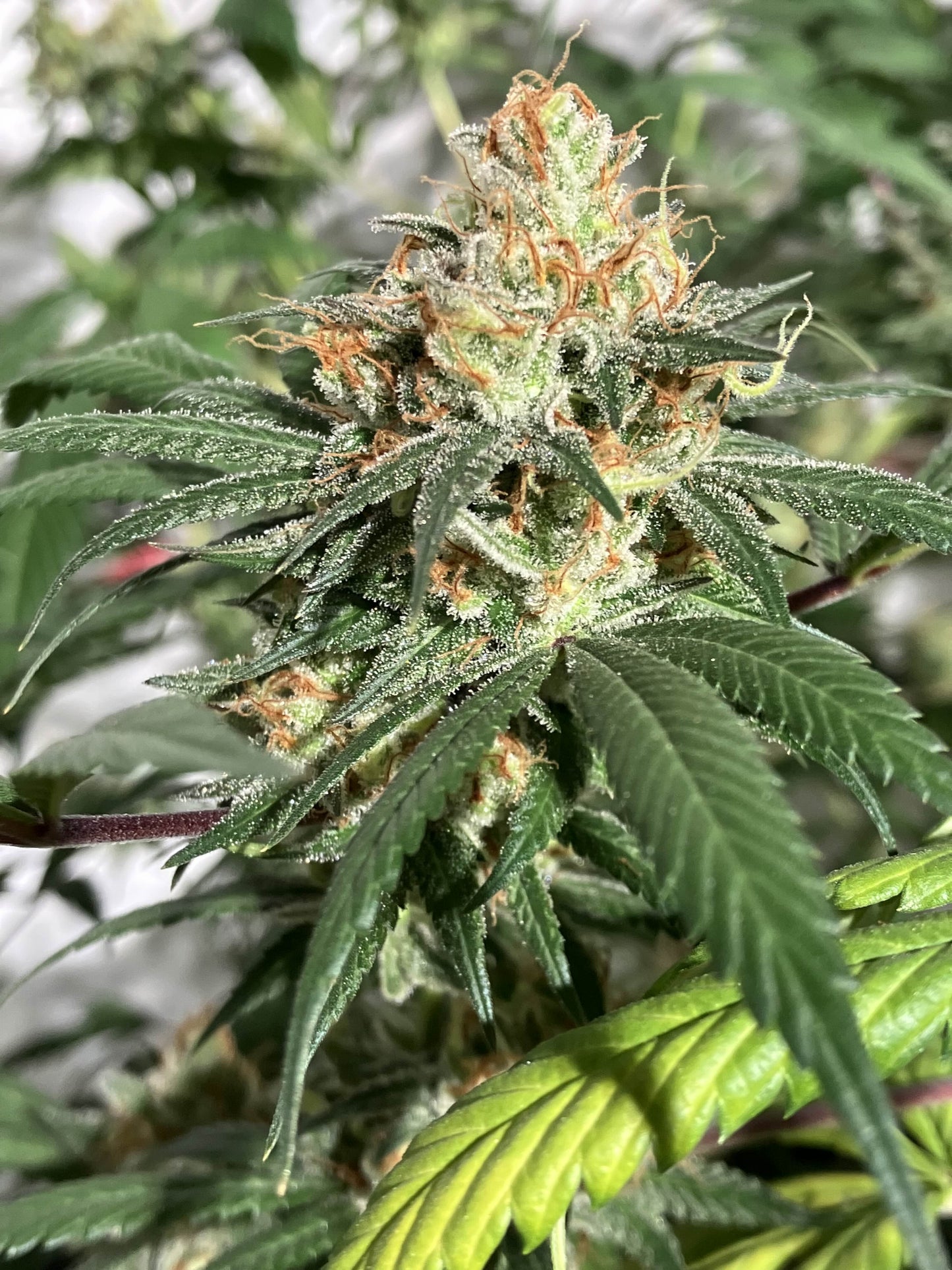 Spicy Skunk 7 Novelty Fem. Seeds