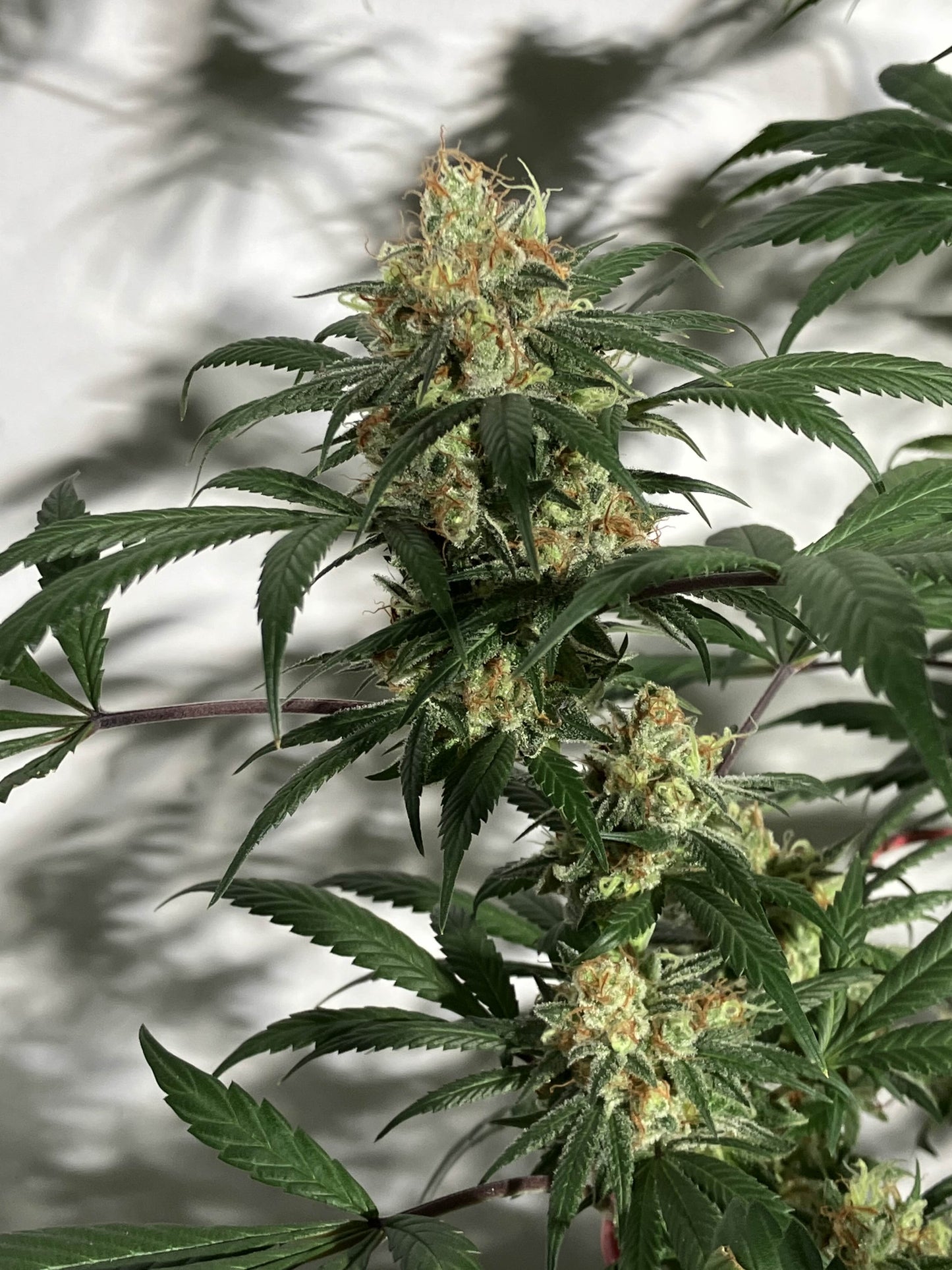 Spicy Skunk 7 Novelty Fem. Seeds