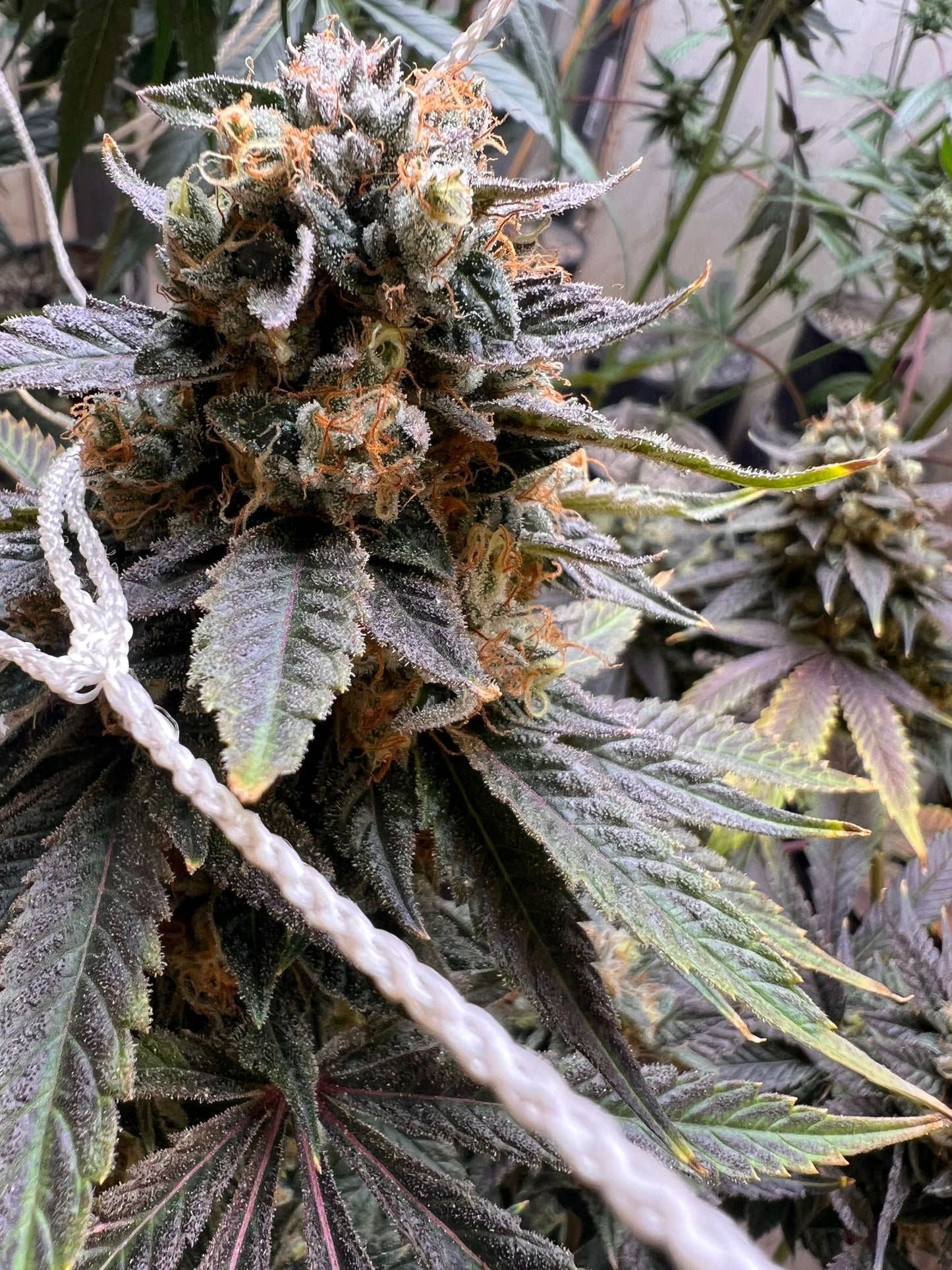 Diesel Tears (7 Souvenir Fem. Seeds)