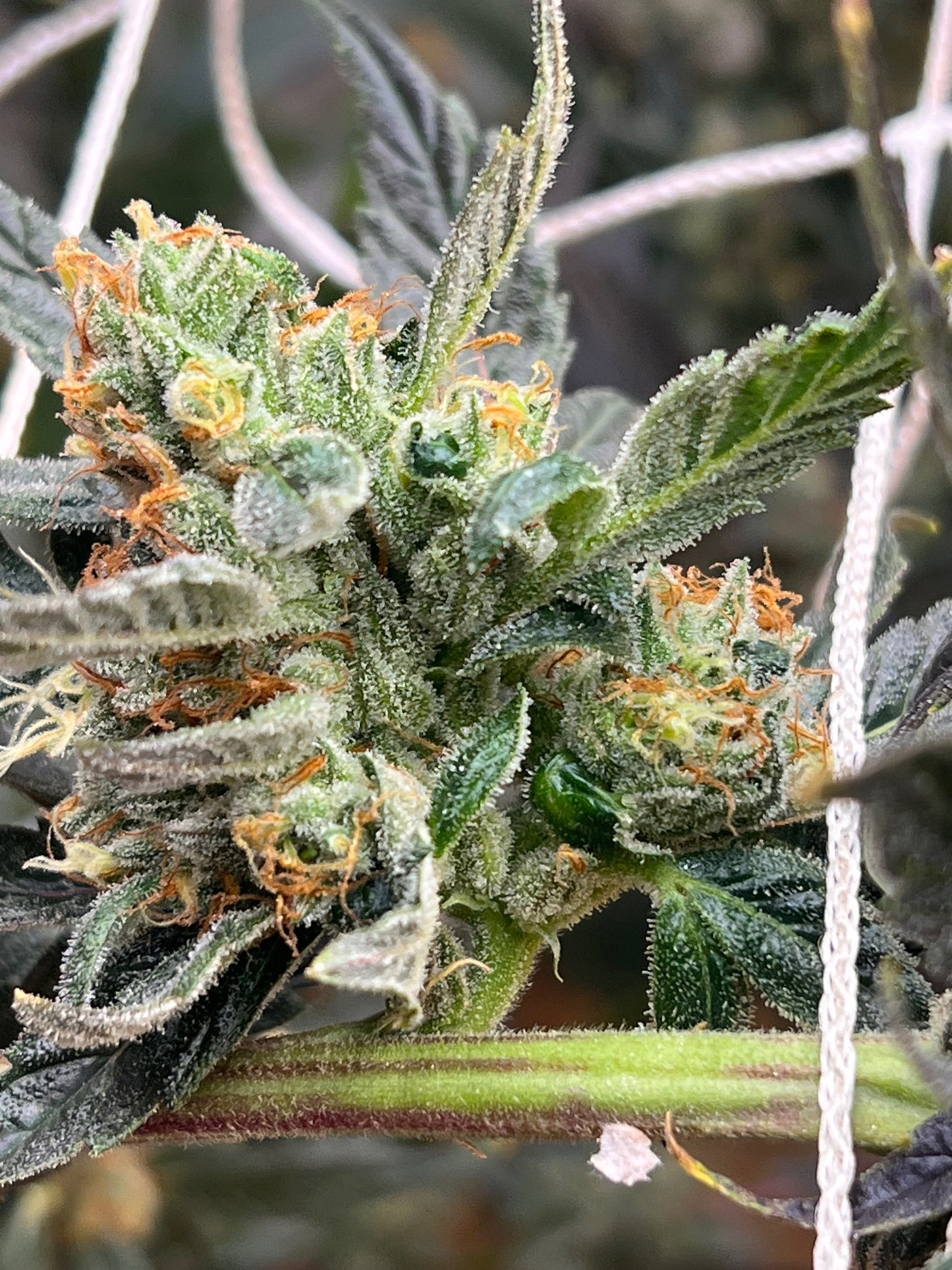 Diesel Tears (7 Souvenir Fem. Seeds)