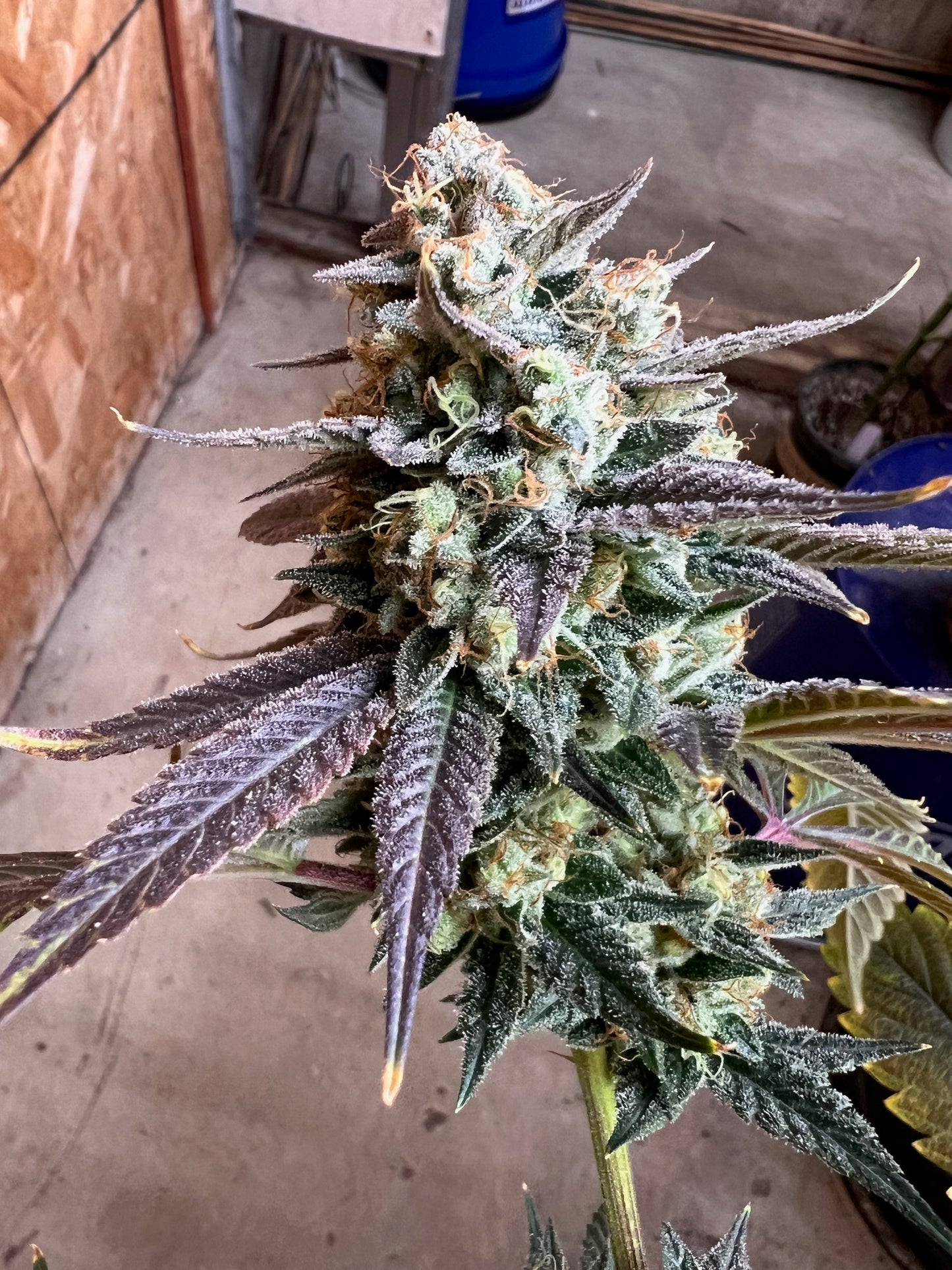 Diesel Tears (7 Souvenir Fem. Seeds)