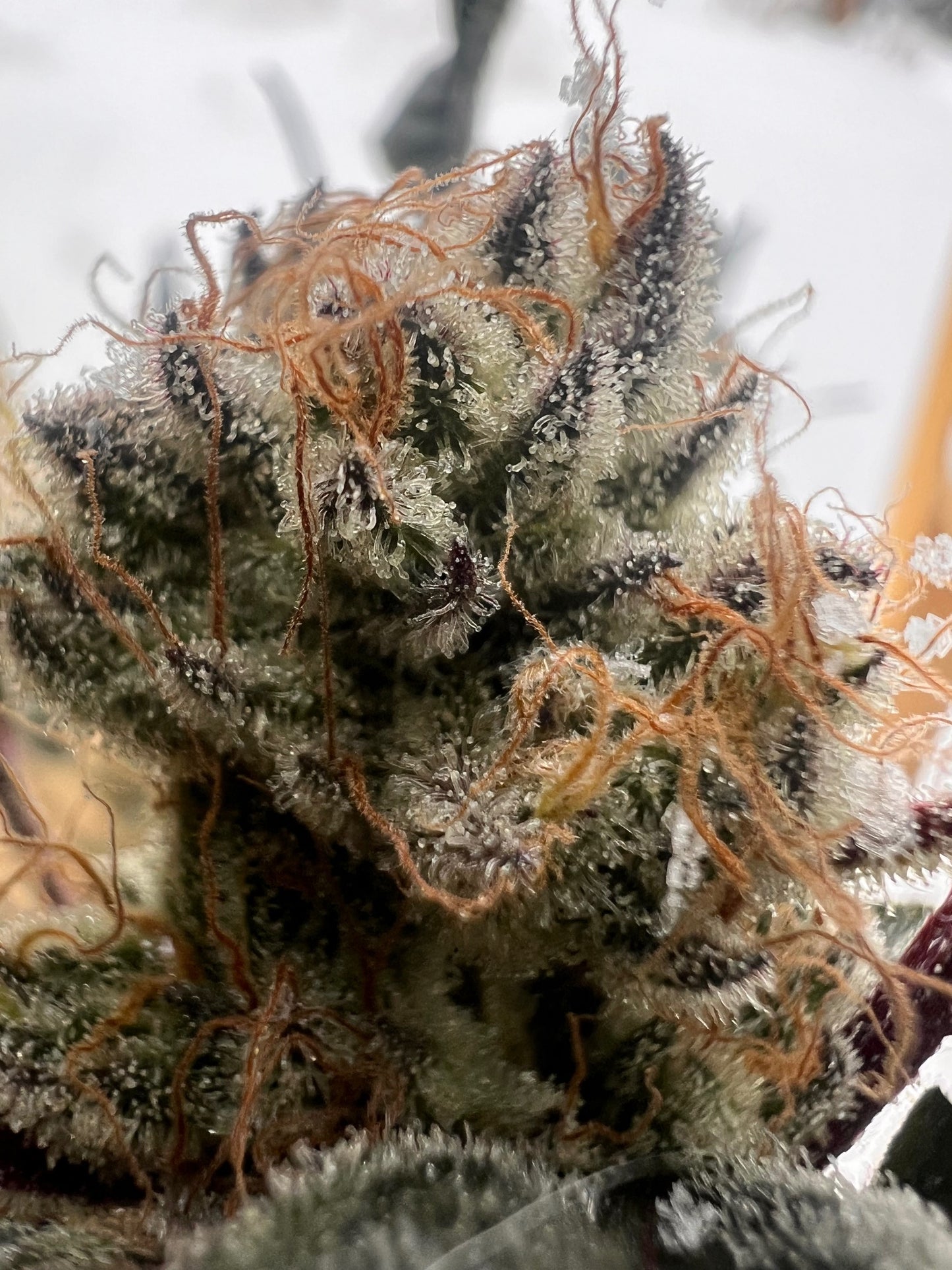 Skunk Sorbet (7 Souvenir Fem. Seeds)