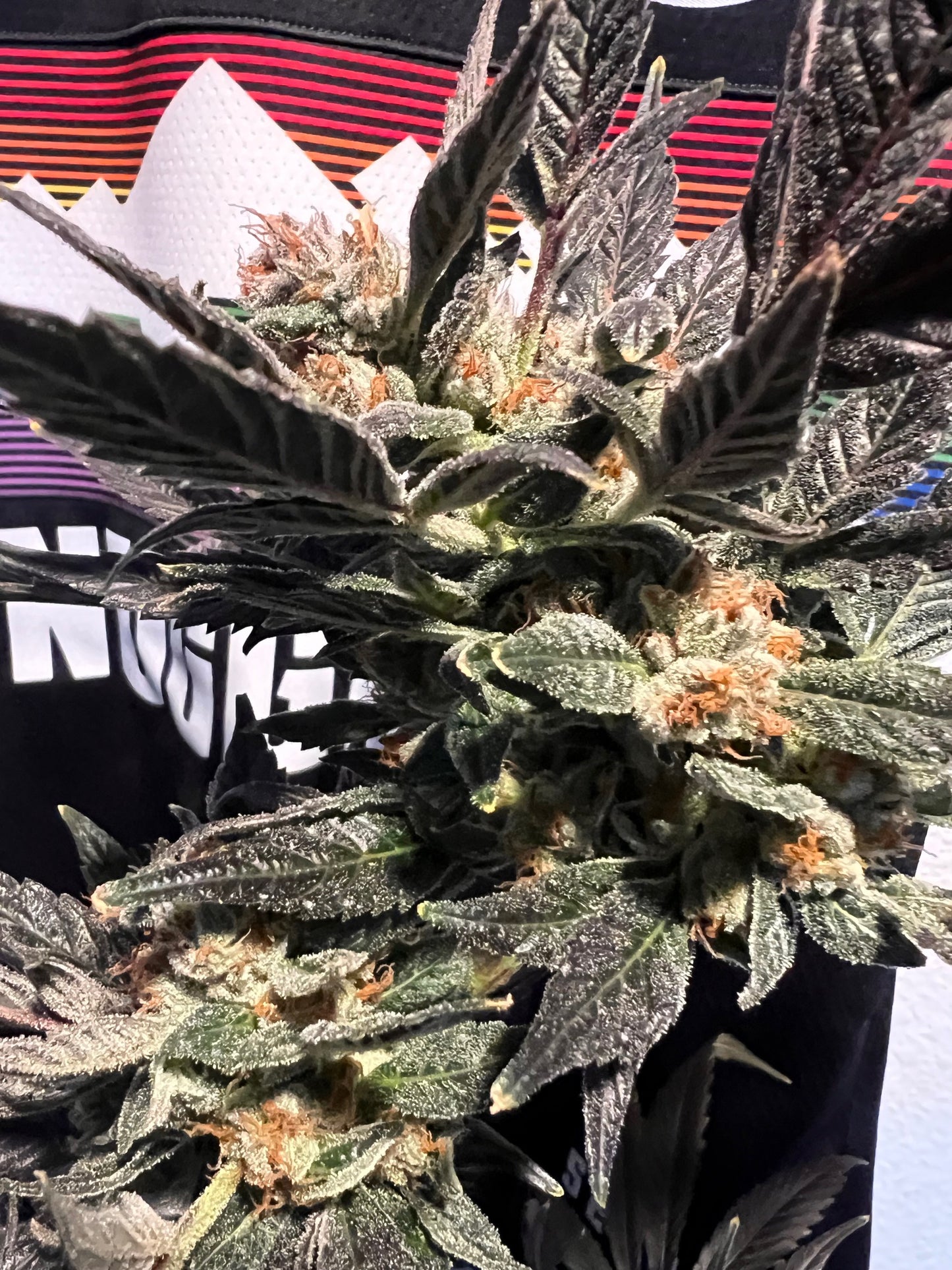 Diesel Tears (7 Souvenir Fem. Seeds)