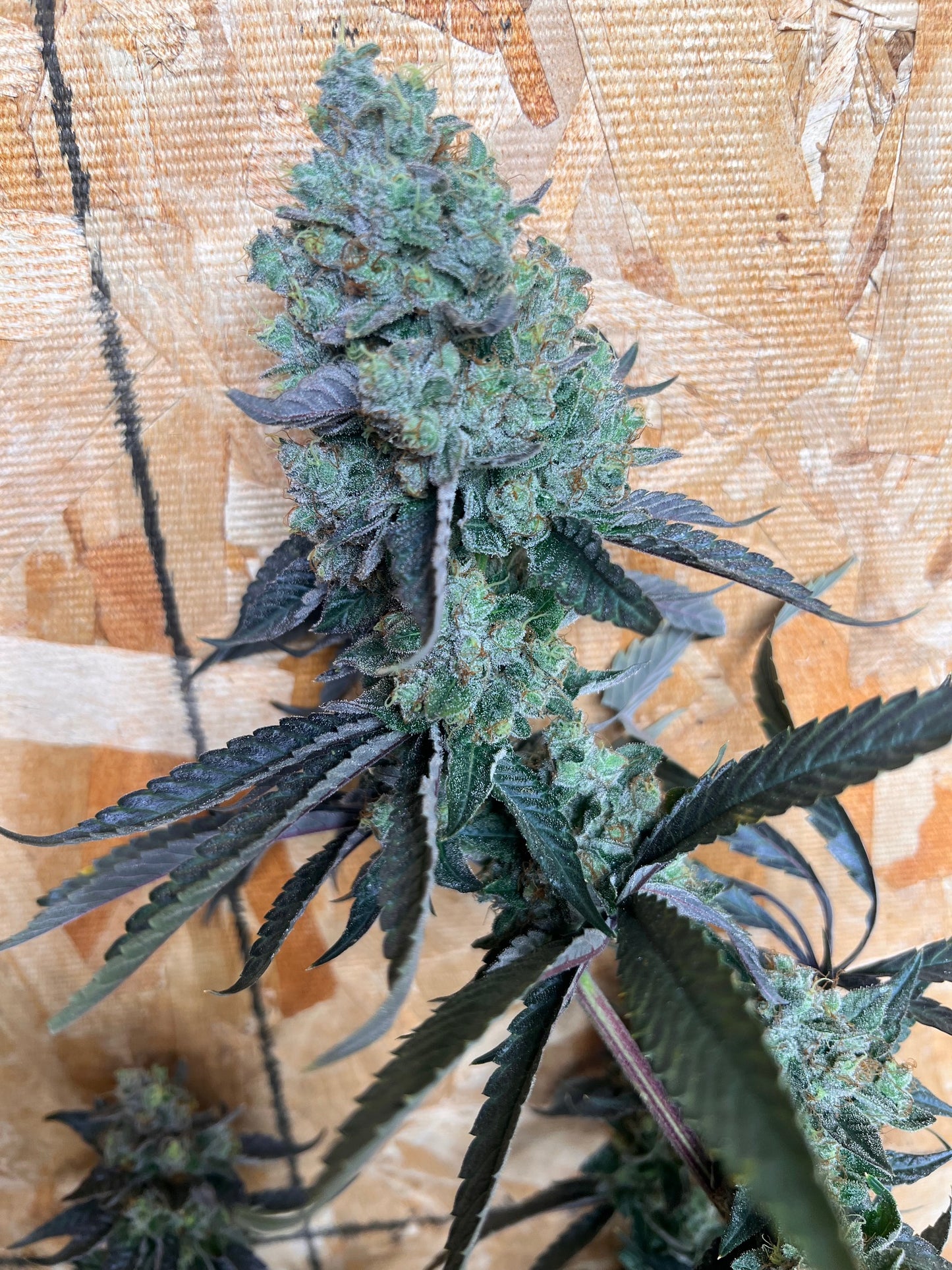 Skunk Sorbet (7 Souvenir Fem. Seeds)