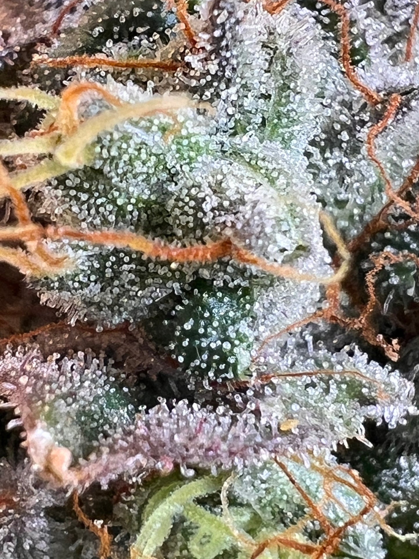 Skunk Sorbet (7 Souvenir Fem. Seeds)