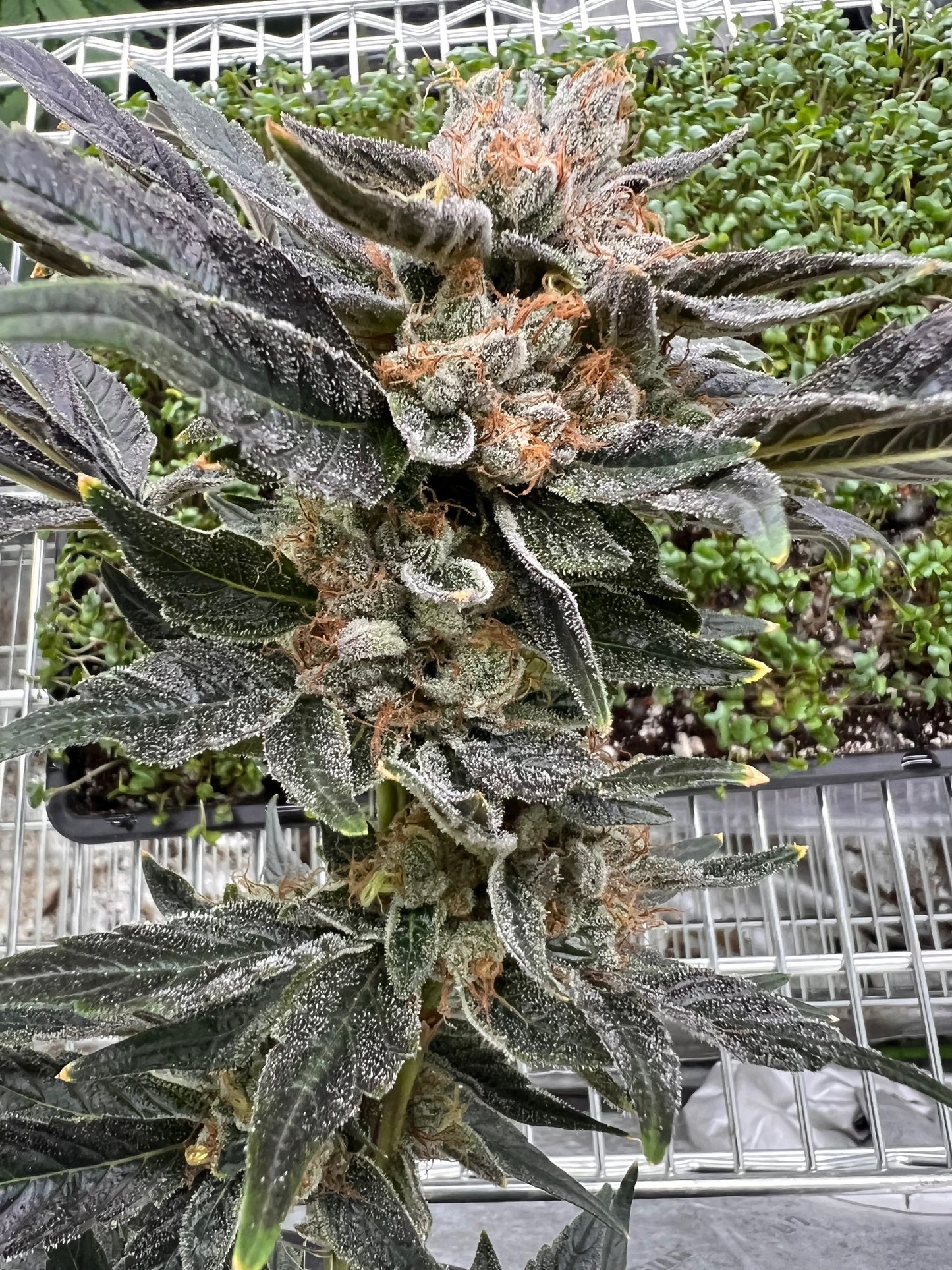 Skunk Sorbet (7 Souvenir Fem. Seeds)