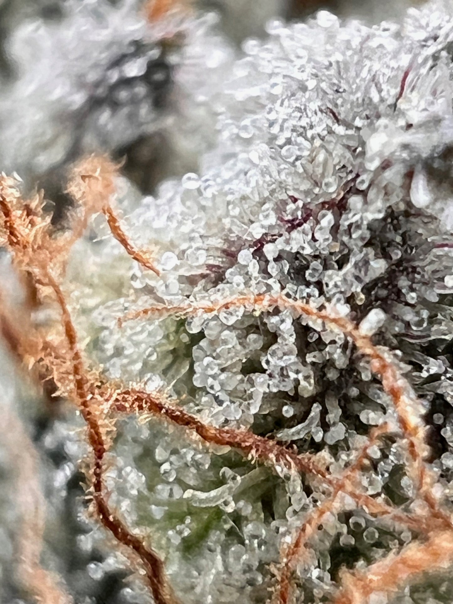 Skunk Sorbet (7 Souvenir Fem. Seeds)