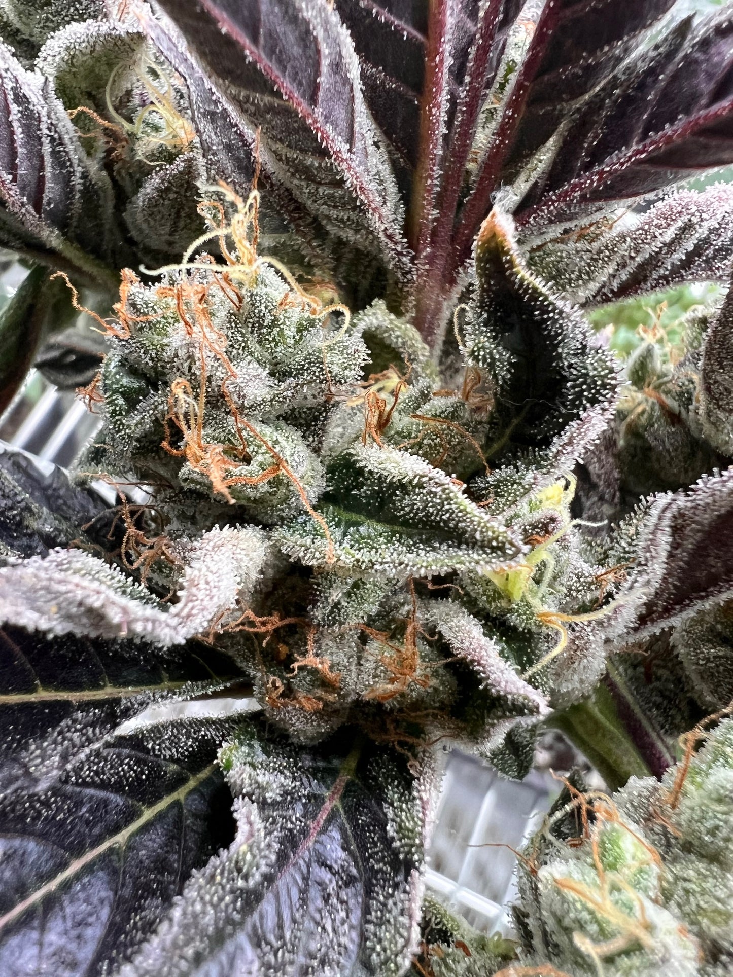 Skunk Sorbet (7 Souvenir Fem. Seeds)