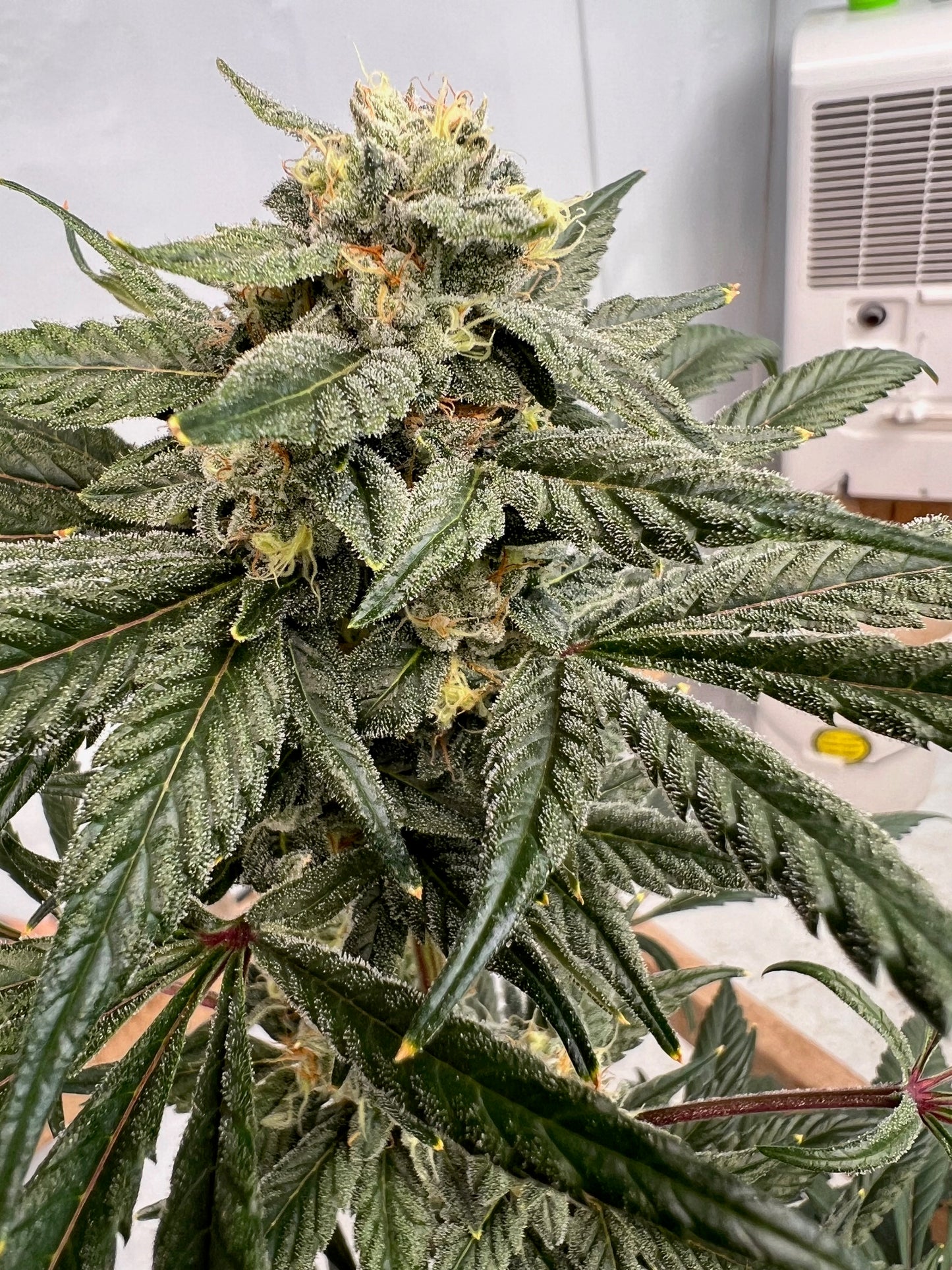 Georgia Summers (14 Souvenir Fem. Seeds)