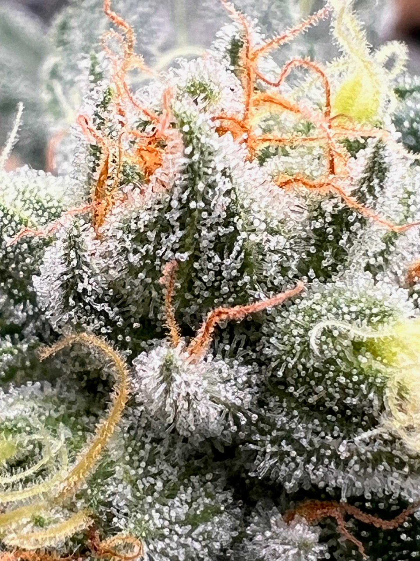 Georgia Summers (14 Souvenir Fem. Seeds)