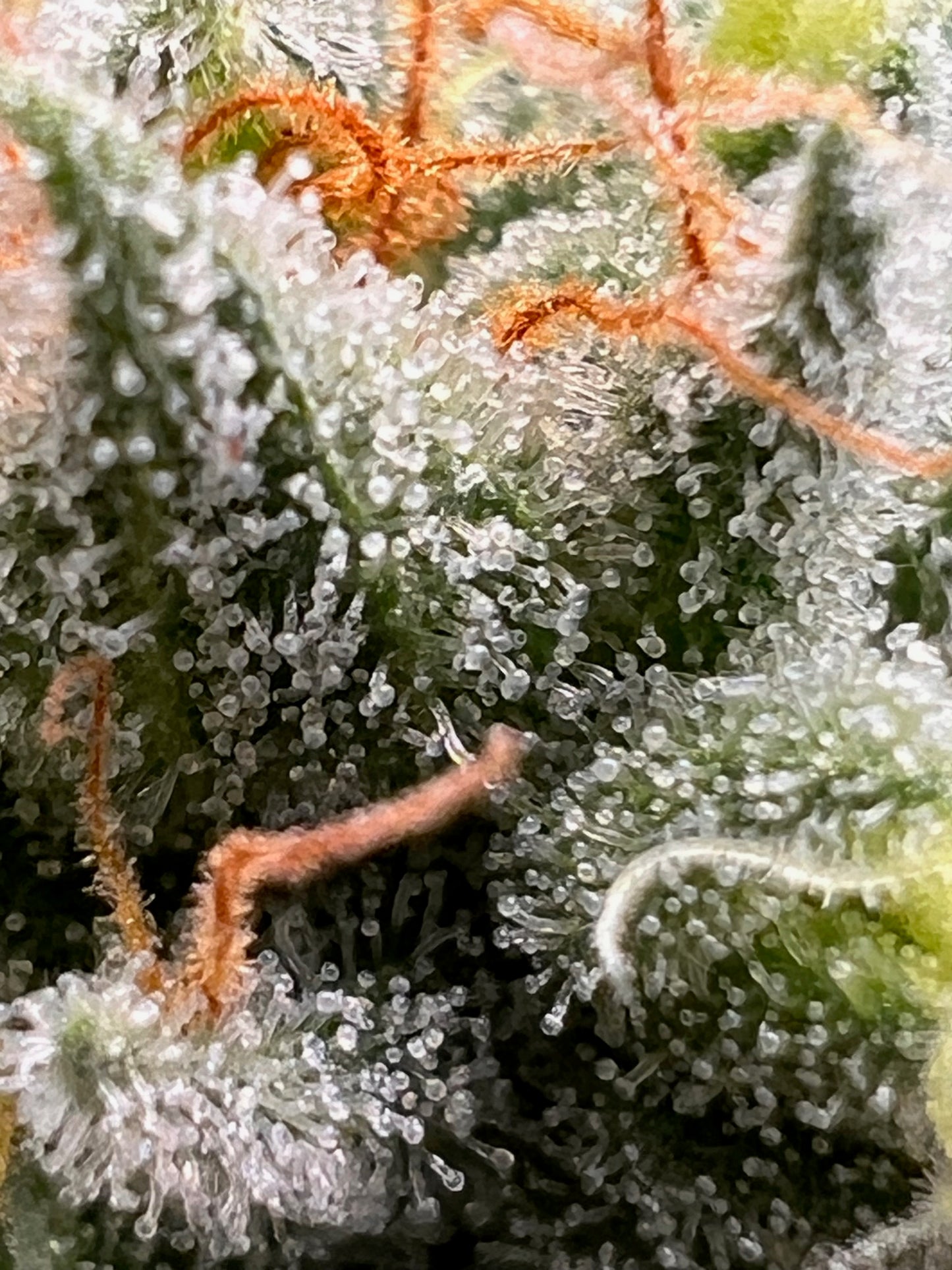 Georgia Summers (14 Souvenir Fem. Seeds)